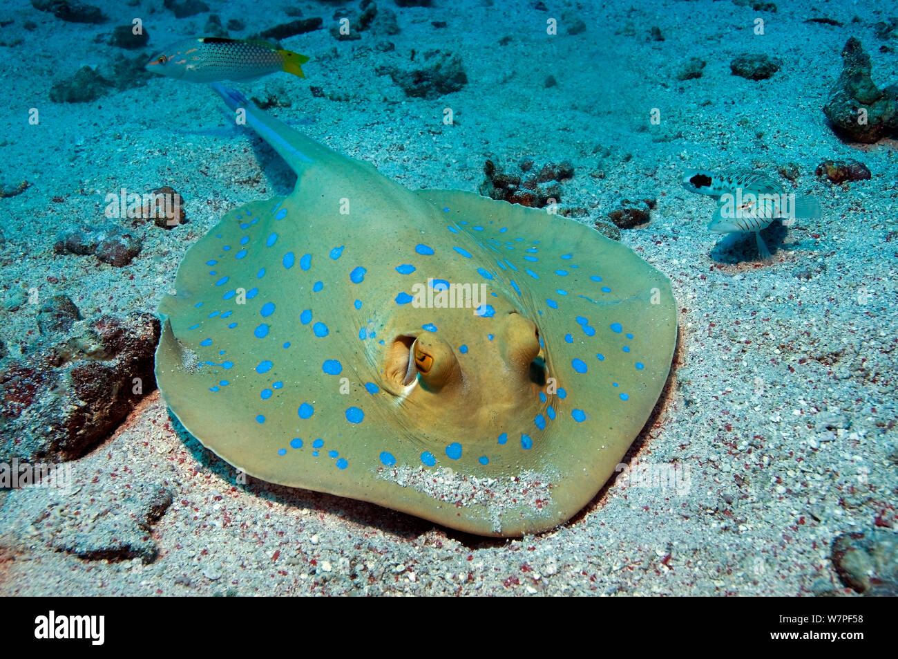 Blaupunktrochen (Taeniura lymma) Fütterung mit Sand Barsch (Pinguipedidae) Rotes Meer. Stockfoto