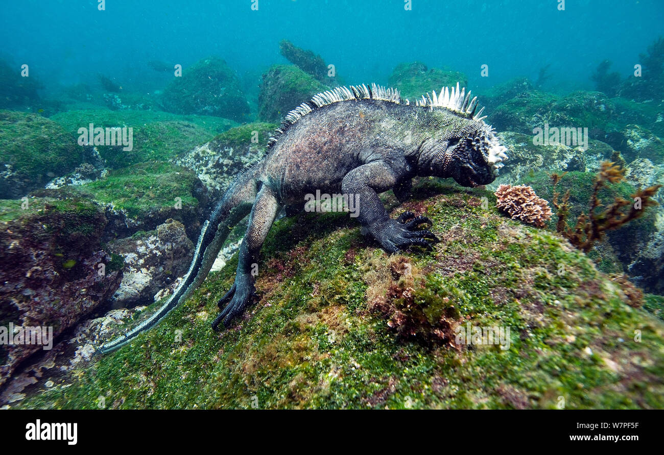 Marine iguana (Amblyrhynchus cristatus), die sich von Algen, Cape Douglas, Fernindina. Galapagos. Stockfoto