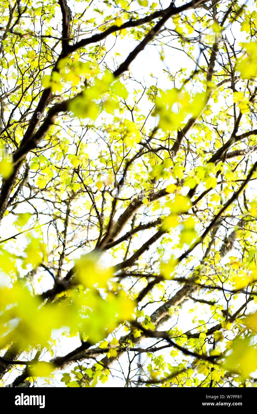 Neue, frische Blätter am Baum abstrakt, Schottland, April. Stockfoto