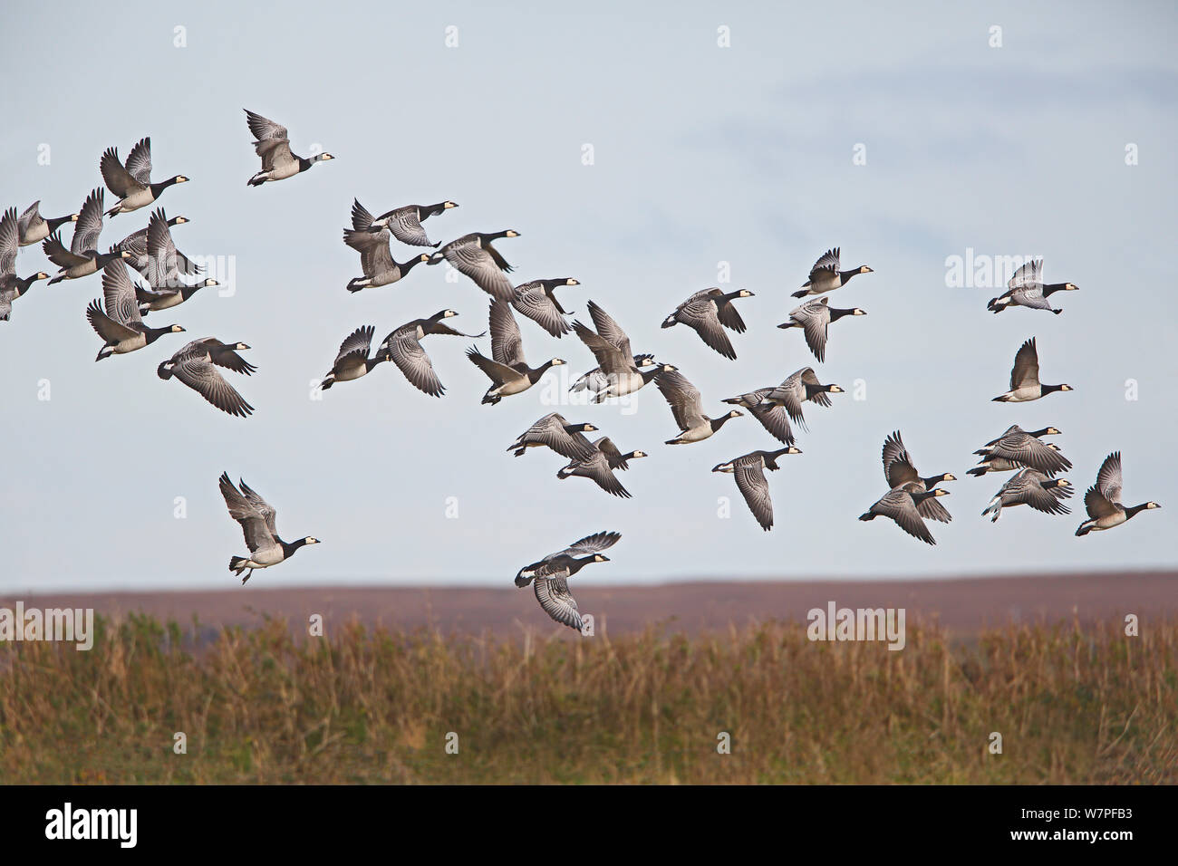 Nonnengänse (Branta leucopsis) Taking Flight am Loch Gruinart RSPB Reservat Islay Schottland, Großbritannien, Oktober Stockfoto