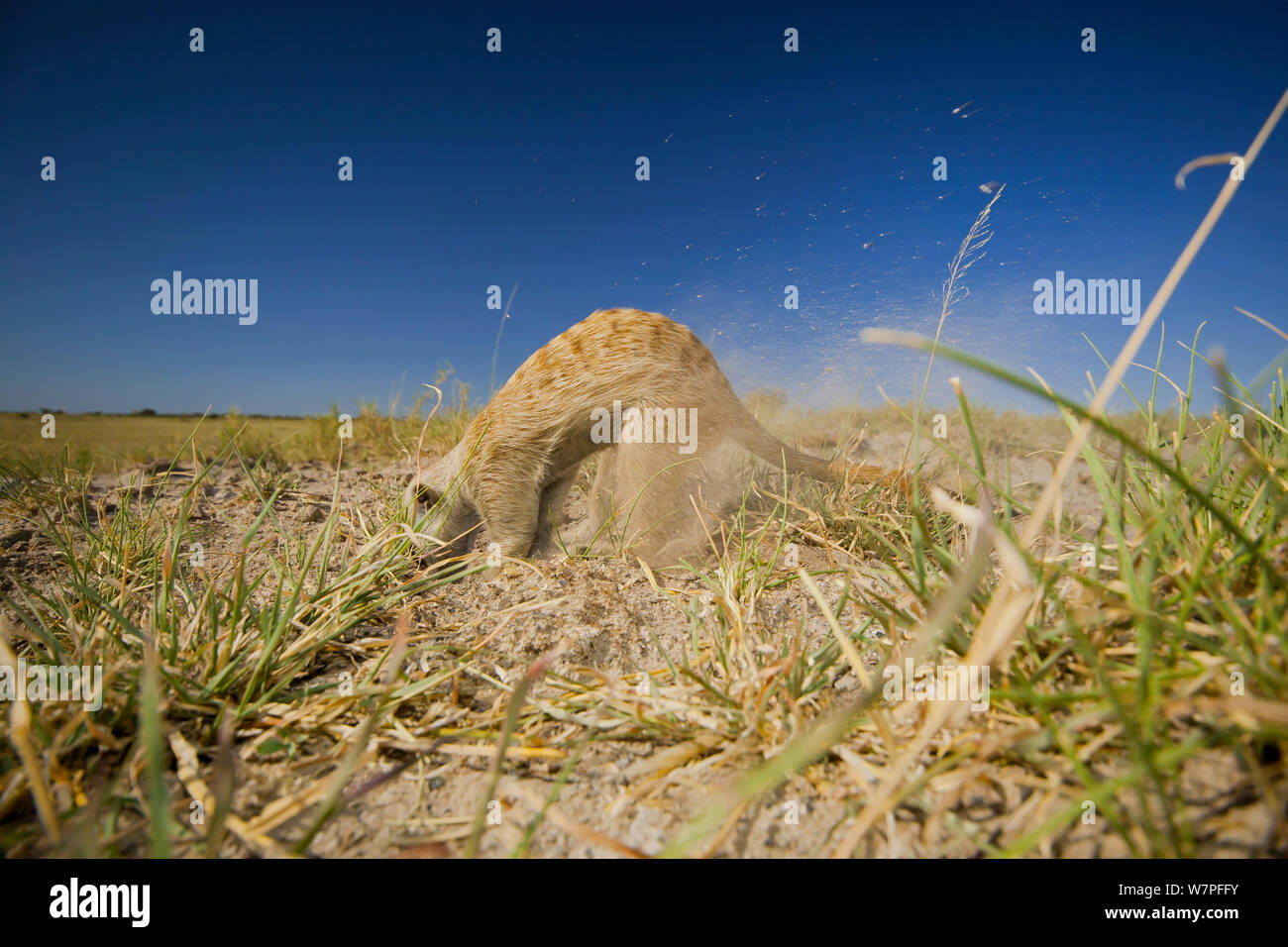 Erdmännchen (Suricata suricatta) Graben für eine Mahlzeit in der Kalahari, Botswana, April. Stockfoto