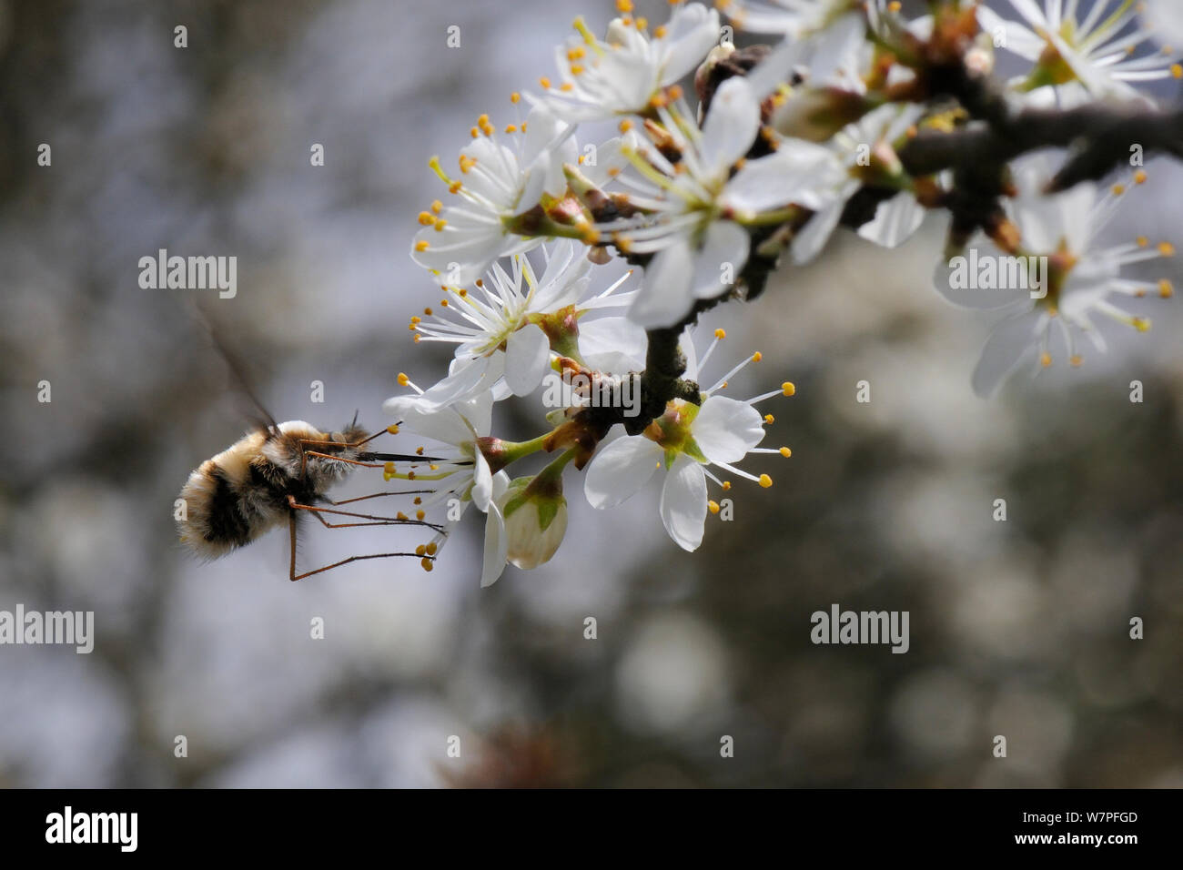 Gemeinsame biene Fliege (Bombylius major) Schweben von schlehe Blühen zu füttern (Prunus spinosa), Wiltshire, UK, April. Stockfoto