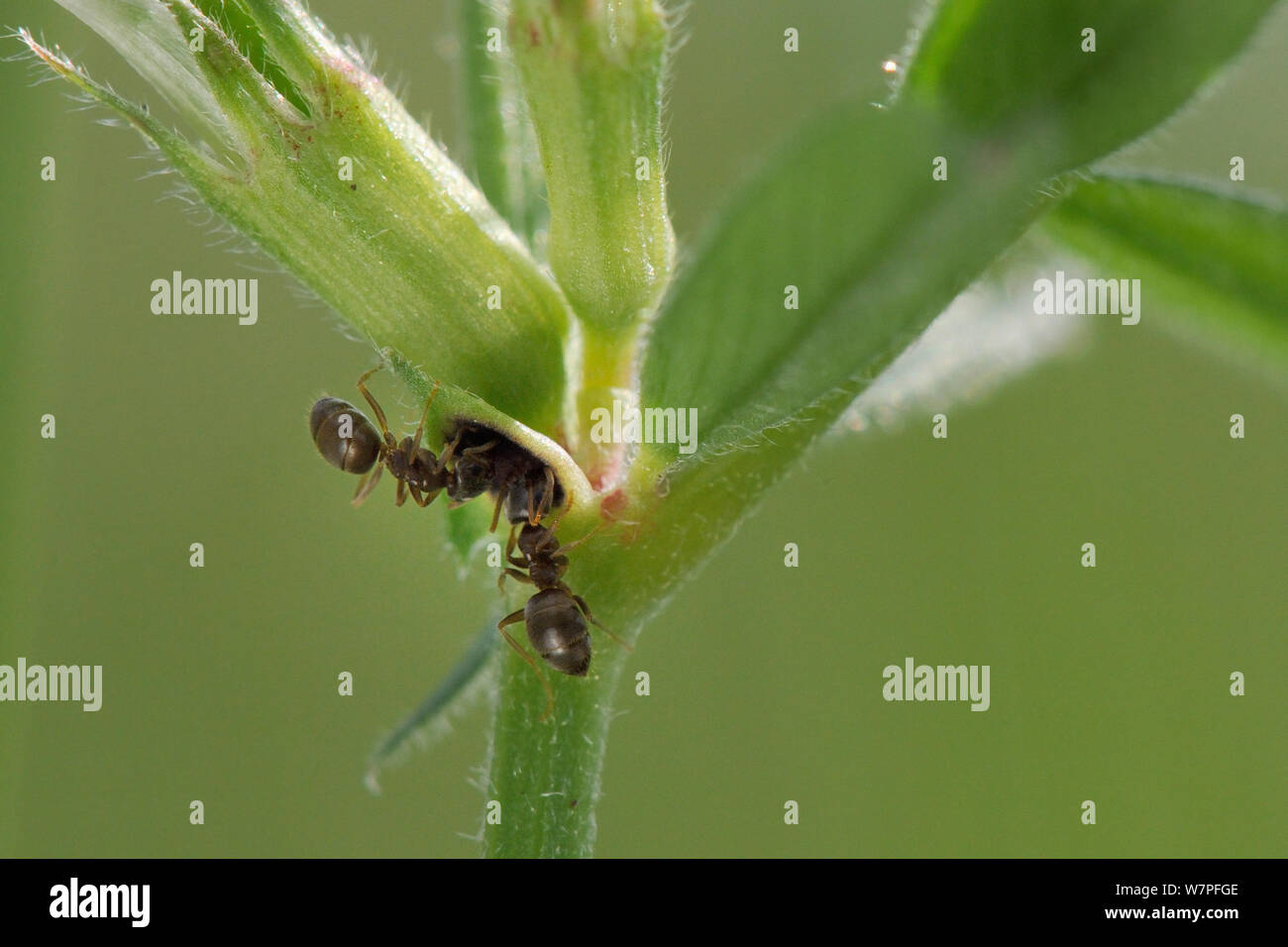 Zwei Garten schwarz Garten Ameisen (Lasius Niger) Beschickung von extrafloralen Nektarien auf Stammzellen von gemeinsamen Wicke (Vicia sativa), Kreide Grünland Wiese, Wiltshire, UK, Mai. Stockfoto