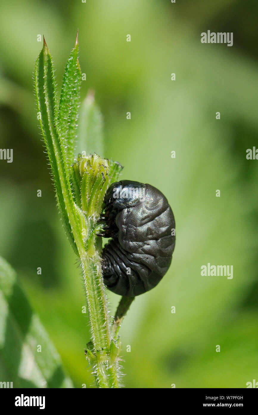 Larven der blutigen Nase Käfer (Timarcha tenebricosa) über zu verpuppen sich auf seine Nahrung Goose Grass/Hackmesser (Galium aparine) am Rande der Kreide Grünland Wiese, Wiltshire, UK, Mai. Stockfoto