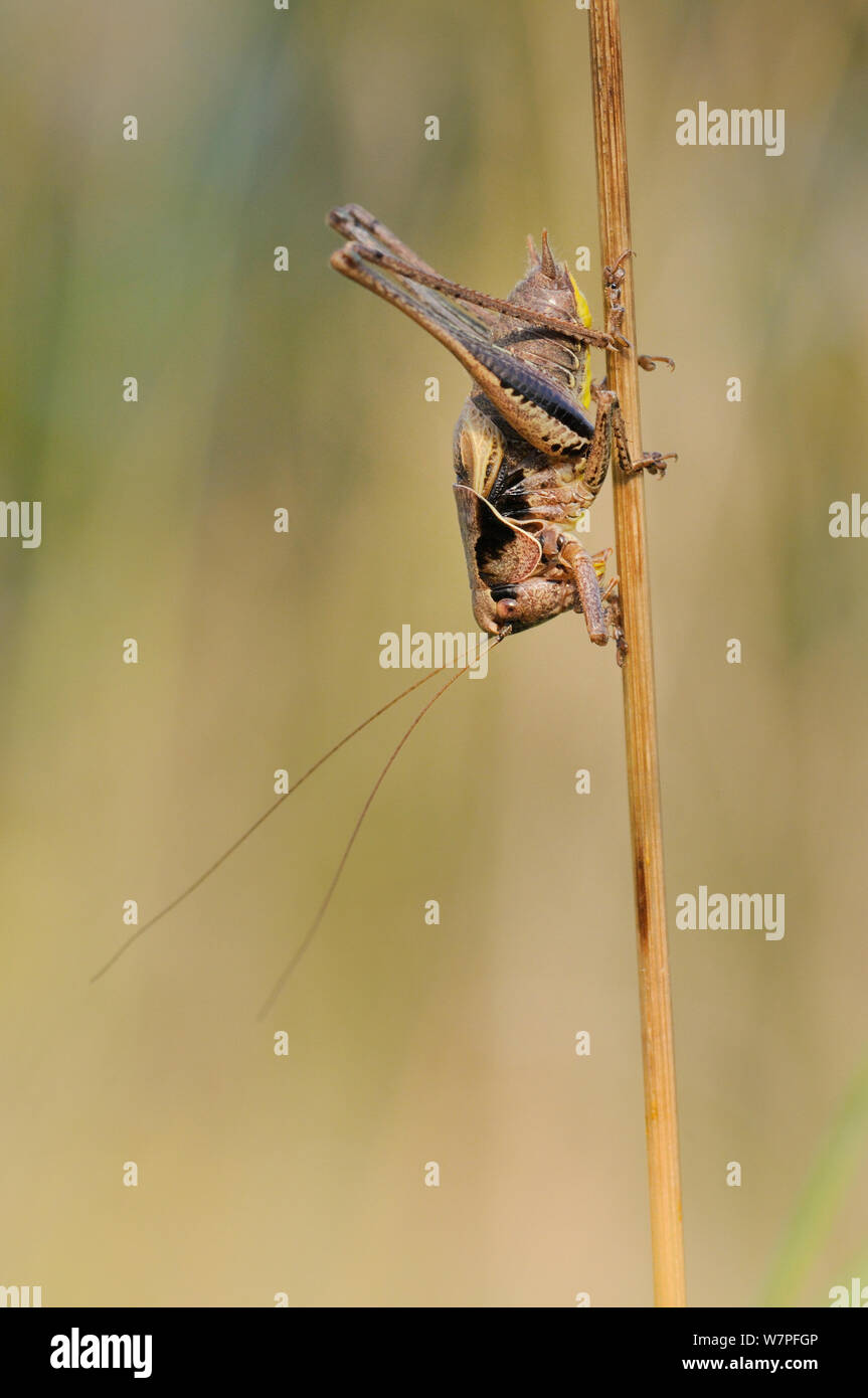 Männliche Dunklen bush Cricket (Pholidoptera griseoaptera) klammert sich an einem Toten Gras Stamm, Kreide Grünland Wiese, Wiltshire, August, Großbritannien. Stockfoto