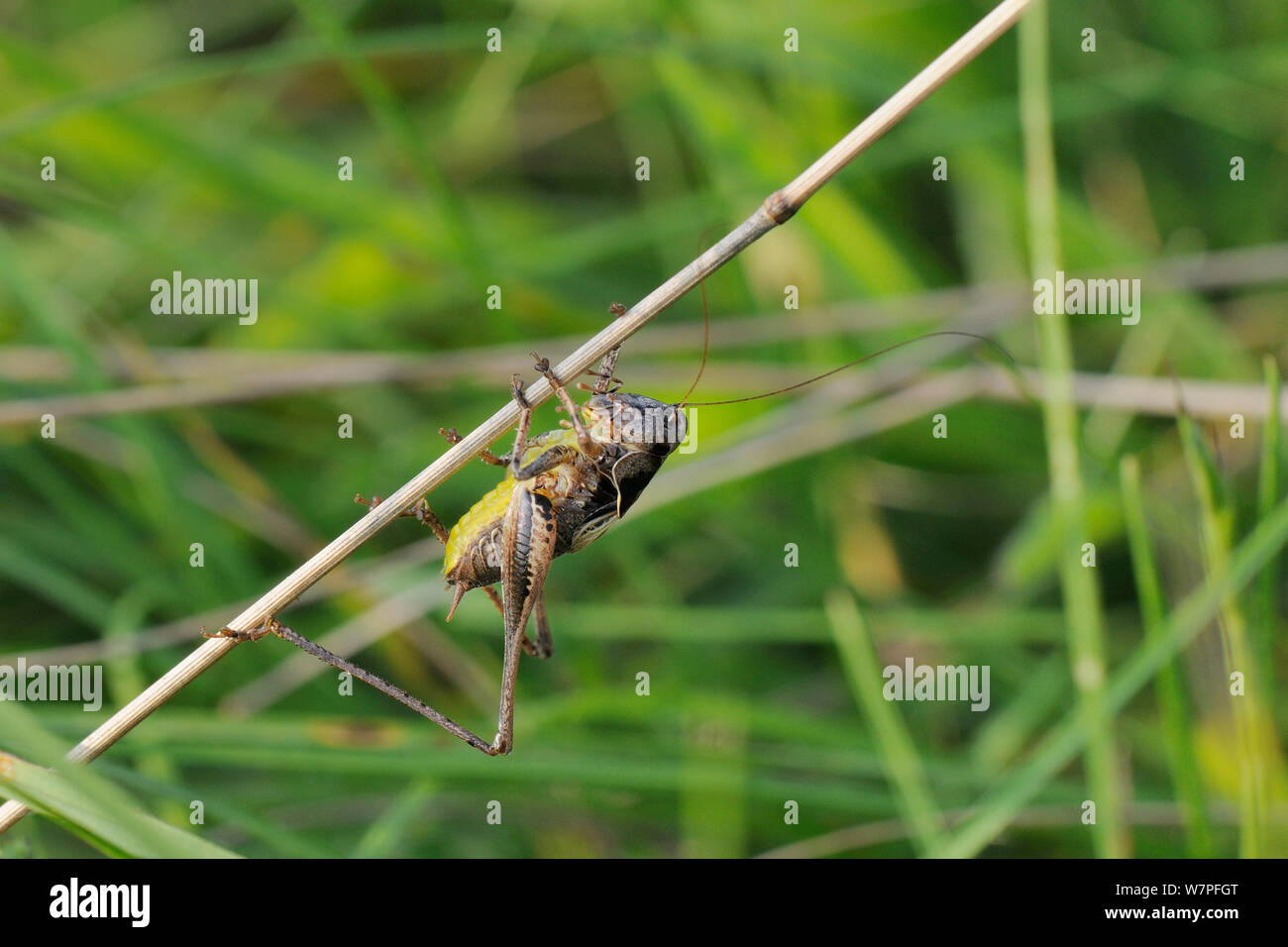 Männliche Dunklen bush Cricket (Pholidoptera griseoaptera) mit der Oberseite nach unten auf einen toten Gras Stamm, Kreide Grünland Wiese, Wiltshire, August, Großbritannien festhalten. Stockfoto