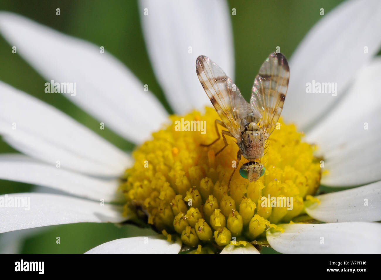 Klette gall Fliegen (Terellia tussilaginis) weibliche Fütterung auf ein Oxeye daisy/Marguerite Blume (Leucanthemum vulgare) Kreide Grünland Wiese, Wiltshire, UK, August. Stockfoto