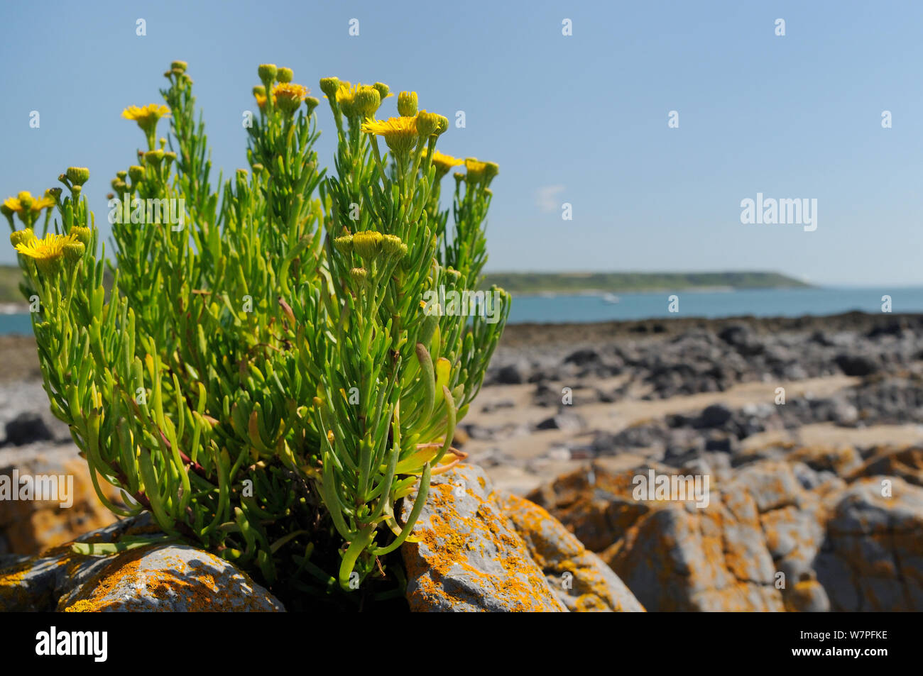 Golden Queller (Inula crithmoides) Klumpen blühen auf Kalkstein Felsvorsprung oberhalb des High tide Line, Port Eynon, Gower Halbinsel, Wales, Großbritannien, Juli. Stockfoto