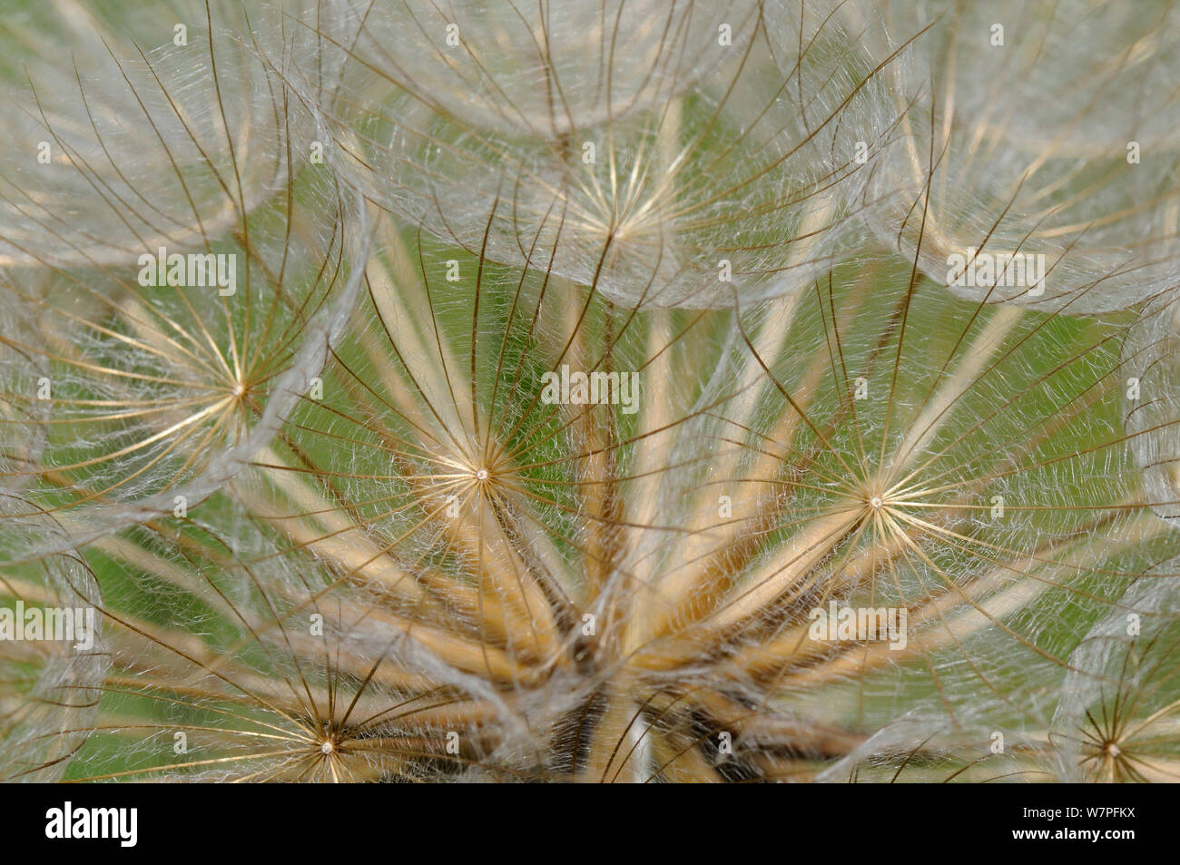 Der Ziege Bart (Tragopogon pratensis) in der Nähe von seedhead "clock", Kreide Grünland Wiese, Wiltshire, UK, Juni. Stockfoto