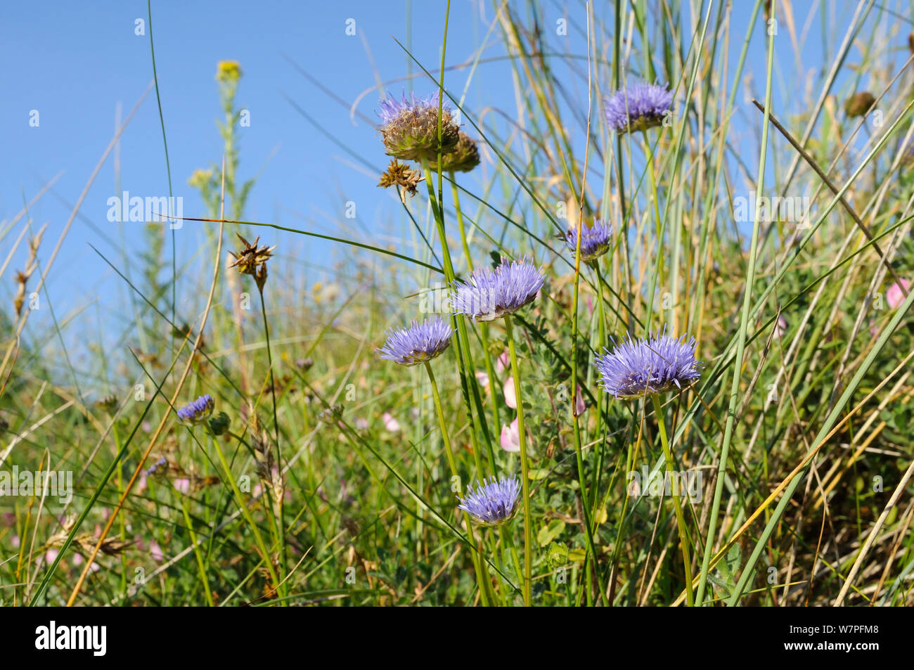 Schaf bit/Schaf bit scabious (Jasione montana) Blühende auf eine stabile Coastal Sand dune unter Marram Gras (Ammophila arenaria), Halbinsel Gower, Wales, Großbritannien, Juli. Stockfoto