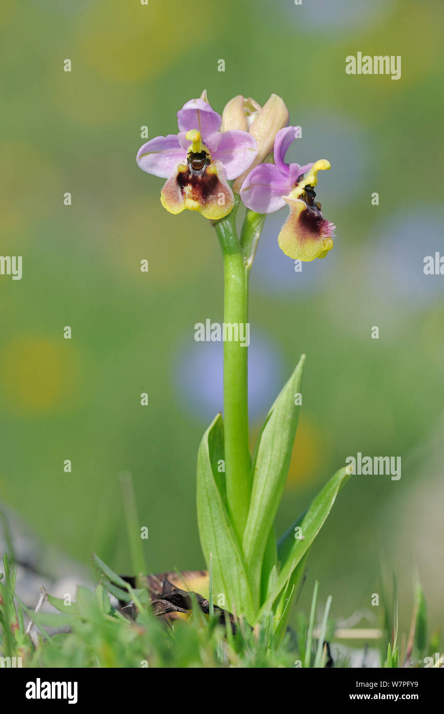Orchidee (Sawfly Ophrys tenthredinifera) Rugiano, Monte St. Angelo, Gargano, Italien, April. Stockfoto