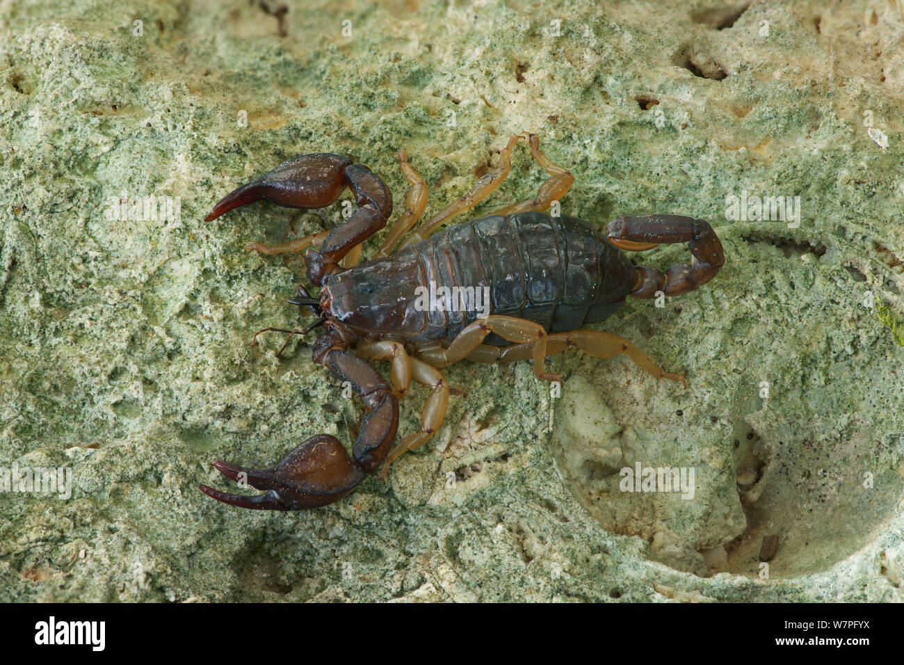 Skorpion (Euscorpius italicus), North West von Monte San't Angelo, Gargano, Italien, April Stockfoto