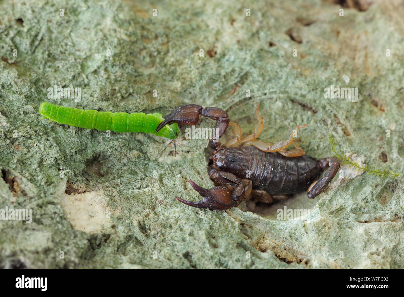 Skorpion (Euscorpius italicus) Fang catepillar, North West von Monte San't Angelo, Gargano, Italien, April Stockfoto