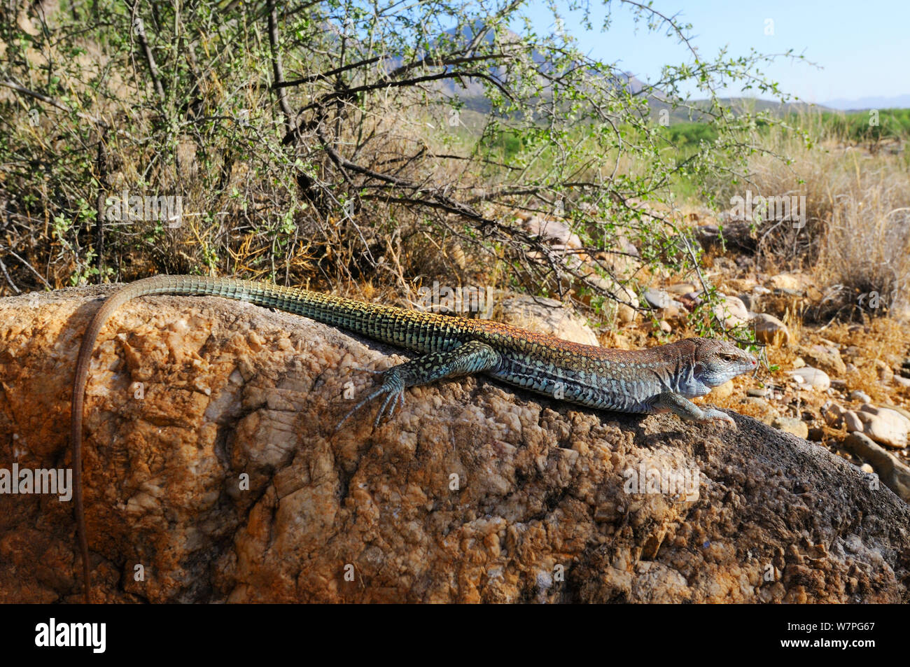 Canyon entdeckt (Whiptail Aspidoscelis burti stictogramma) Porträt, Catalina Bergen Ausläufern, Arizona, USA, April Stockfoto