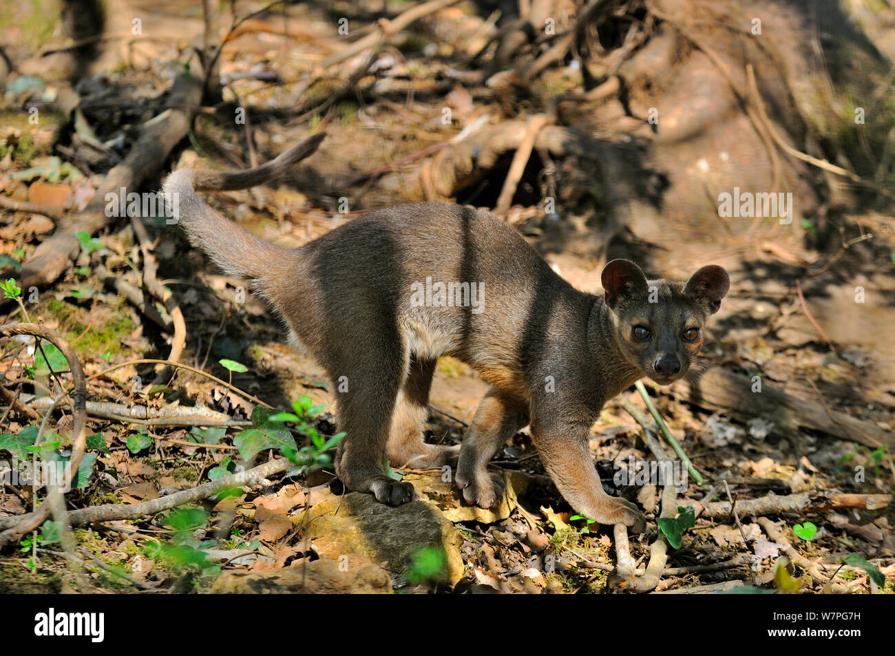 Junge fossa (Cryptoprocta ferox) unverlierbaren aus Madagaskar, gefährdete Arten Stockfoto