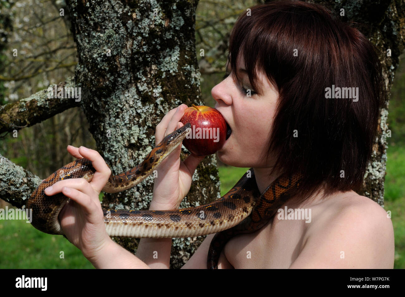Frau mit einer Schlange, während man aß und Apple neben einem Baum, April 2009 Stockfoto