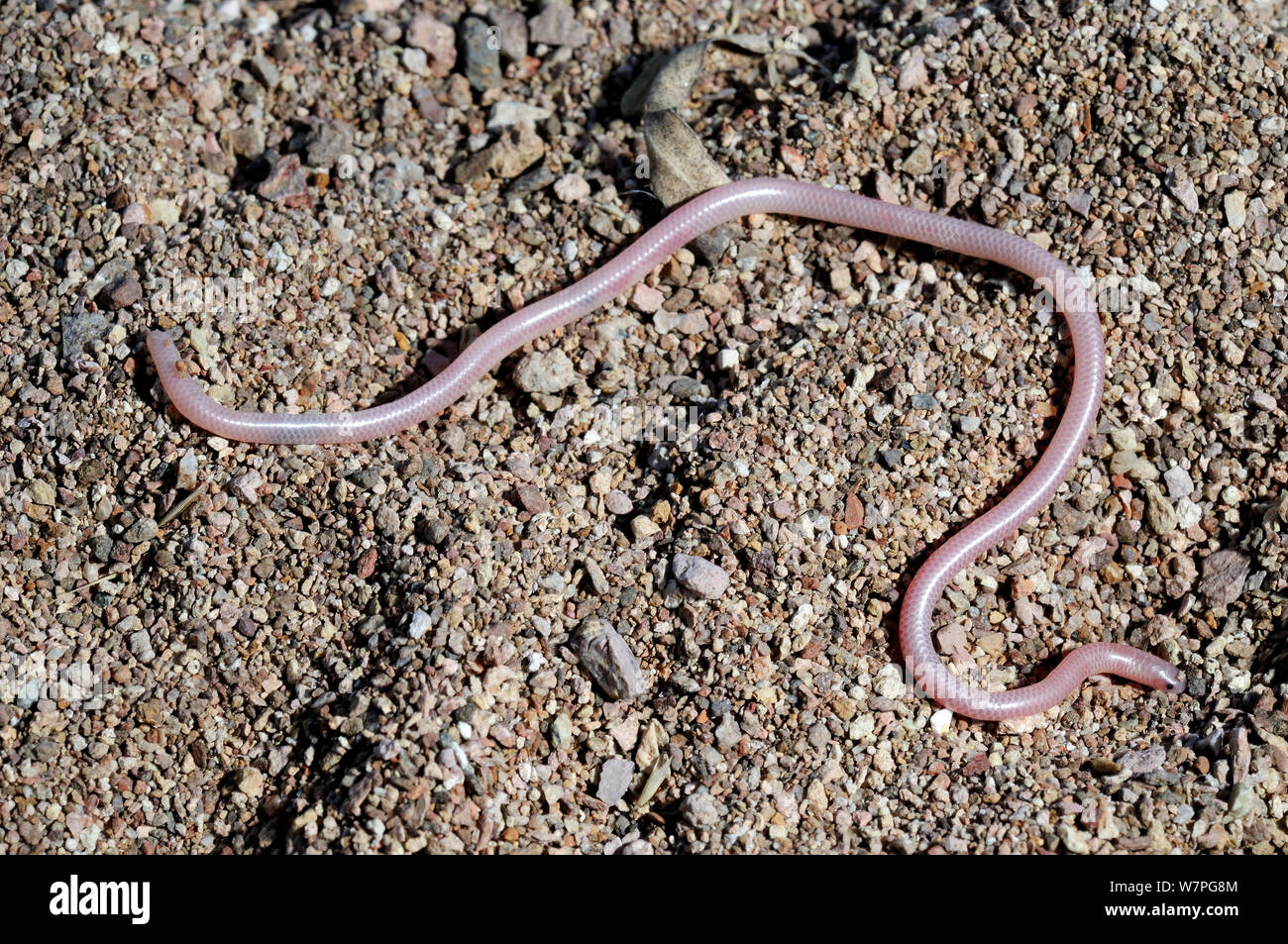 Südwesten blinde Schlange (Rena/Leptotyphlops humilis humilis) auf dem Boden, in der Nähe von Mekka, Kalifornien, April Stockfoto