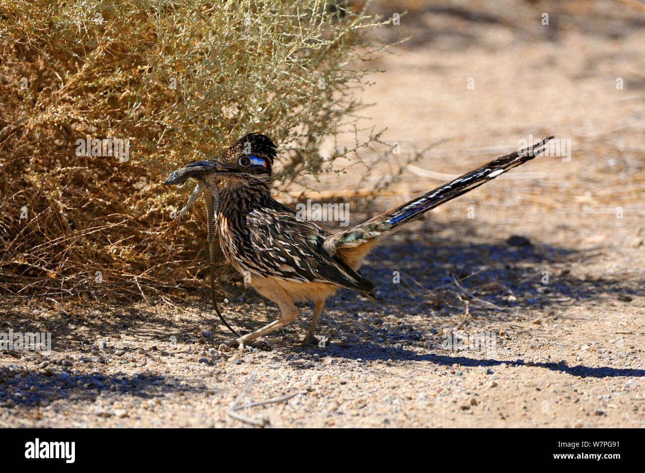 Mehr Roadrunner (Geococcyx californianus) mit Tiger Whiptail Lizard (Aspidoscelis tigris) Beute, Joshua Tree National Monument, Kalifornien, Juni Stockfoto