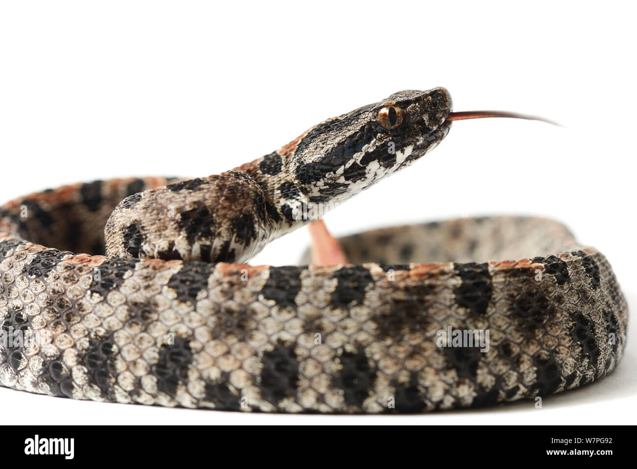 Dusky pigmy Klapperschlange (Sistrurus miliarius barbouri) unverlierbaren von Süden Osten USA Stockfoto