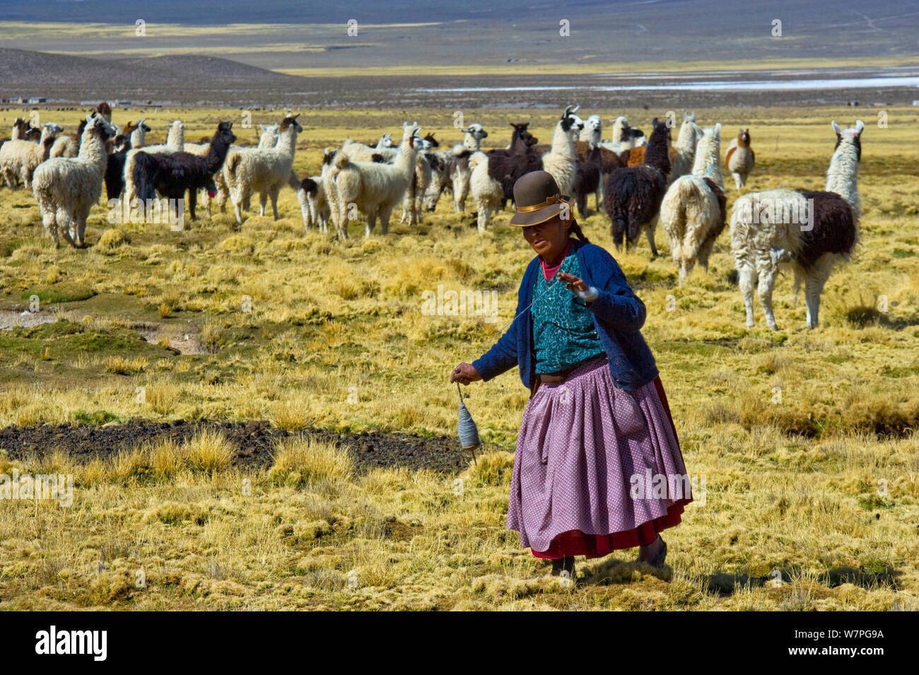 Aymara Hirtin stehend in der Nähe der Herde Lamas während spinning Llama wolle, Sajama, Bolivien, Oktober 2011 Stockfoto