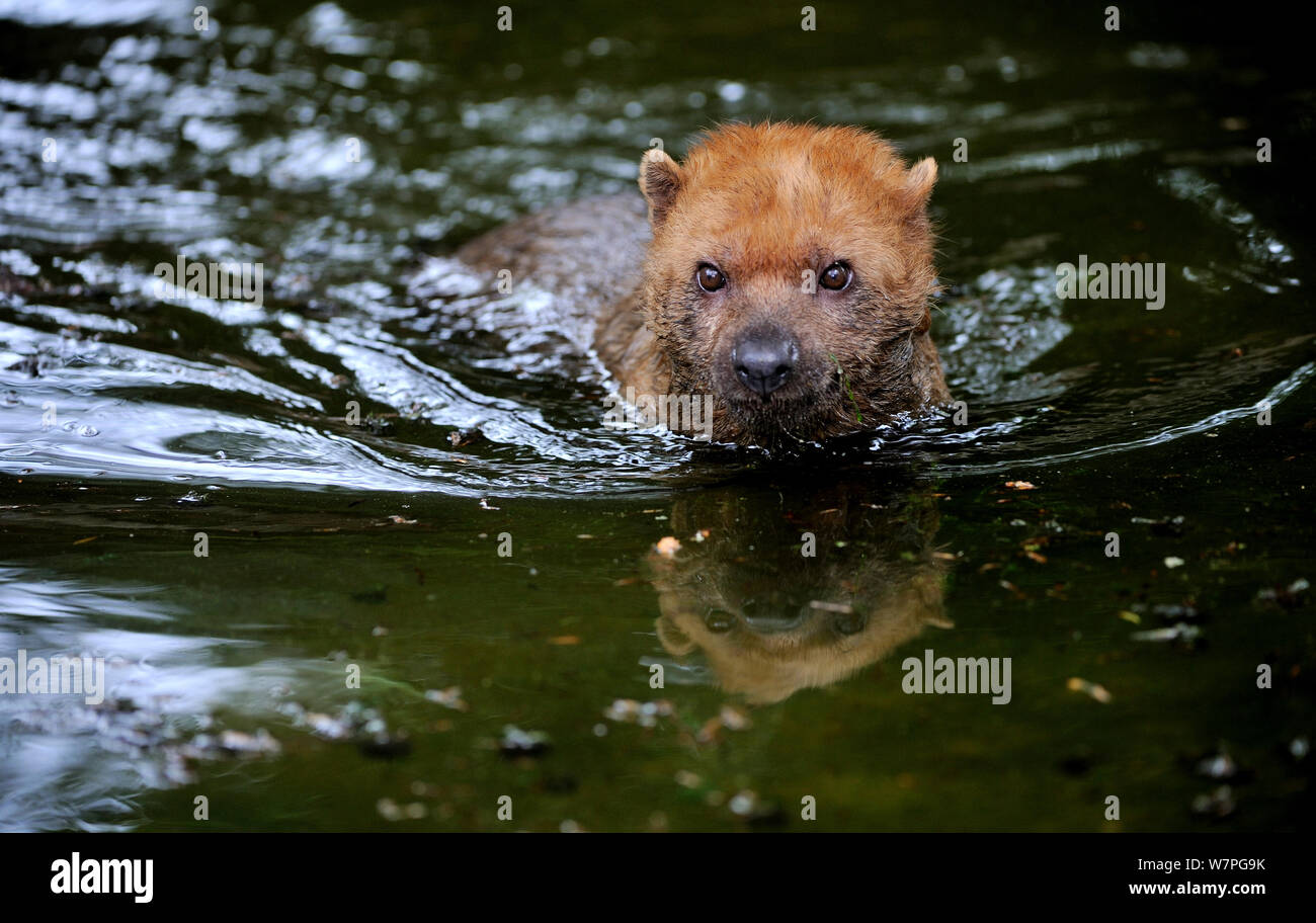 Bush Hund (Speothos venaticus) Schwimmen, Captive aus Süd- und Mittelamerika Stockfoto