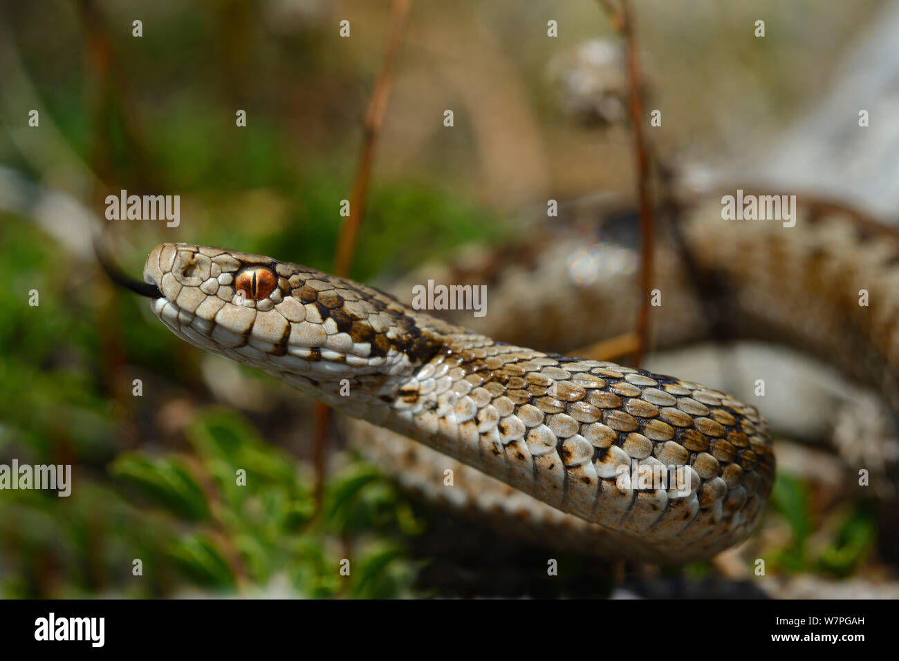 Die orsini Viper oder Wiese Viper (Vipera ursinii wettsteini) kontrollierten Bedingungen, Süd-ost Frankreich, September. Gefährdete Arten. Stockfoto