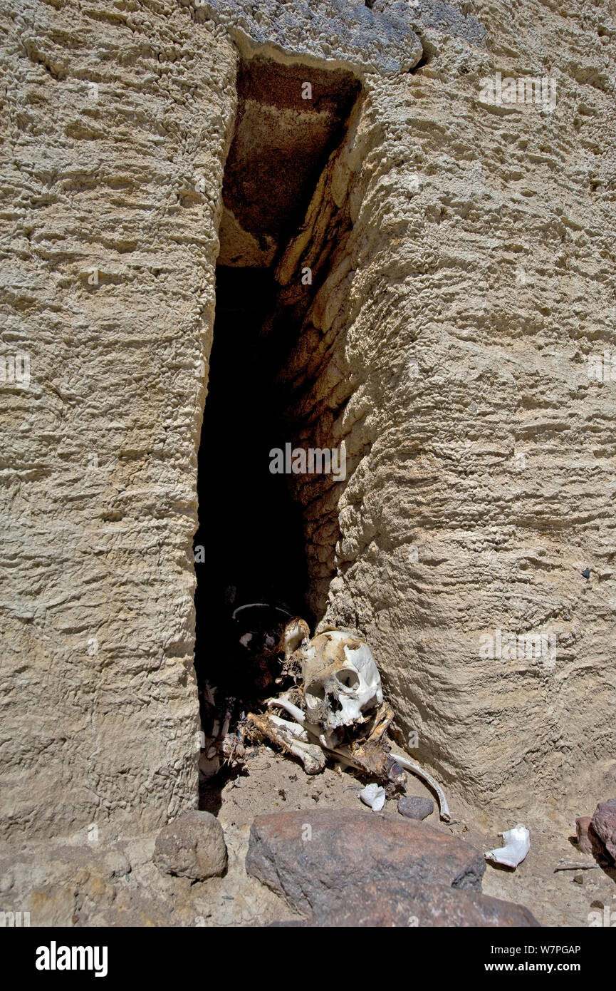 Schädel und Körper in einem Chullpa/zeremonielle Grab aus Zwischen 1200-1300 AD, Schädel, kraniale Verformung, Sabaya, Bolivien, Oktober 2008 Stockfoto