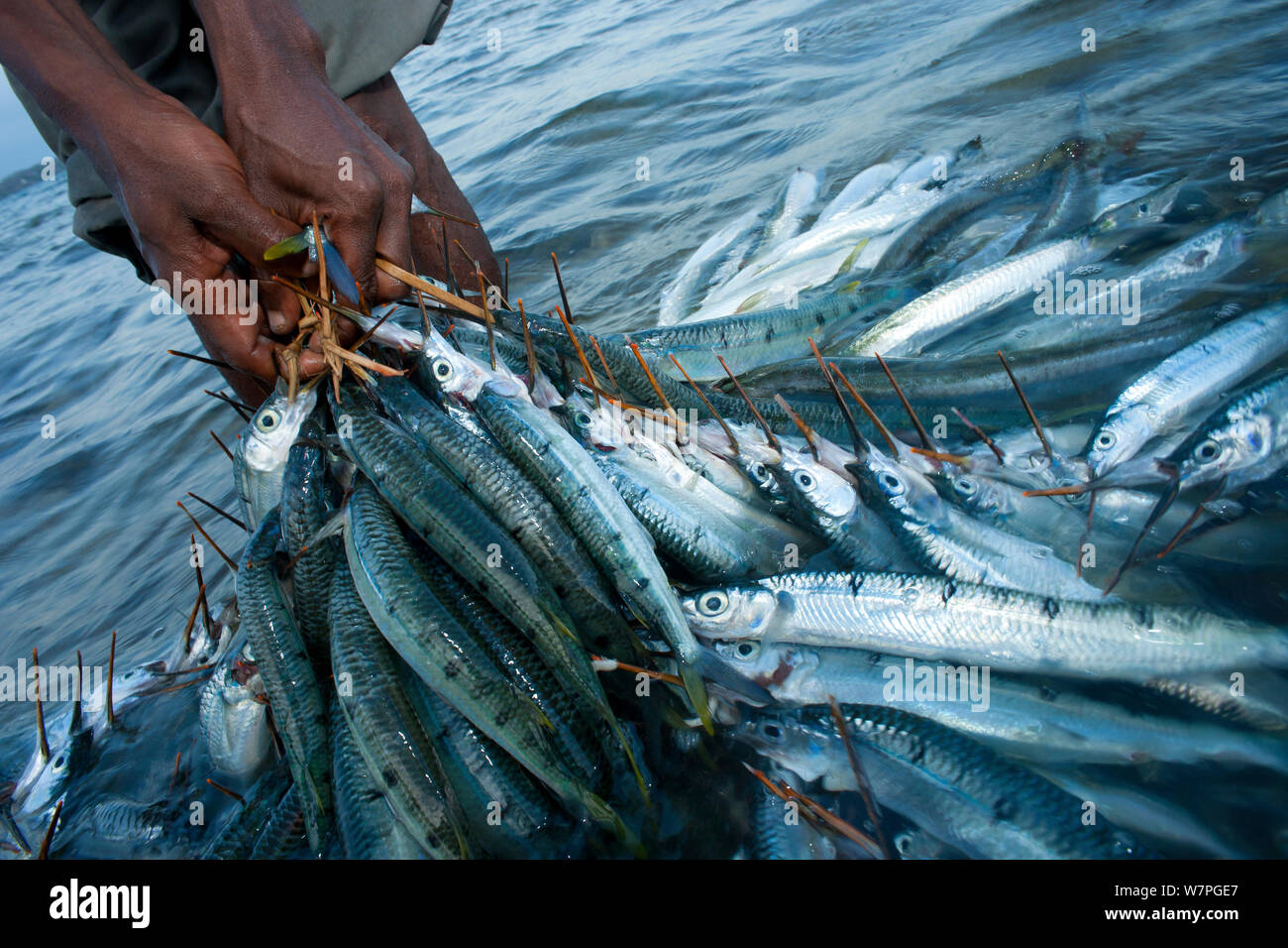 Fischer mit einer Beute von Halbschnäbler (weit Hemirhamphus) Shimoni Markt Wasini Insel vor der Küste Kenias, Februar 2011 entnommen werden Stockfoto