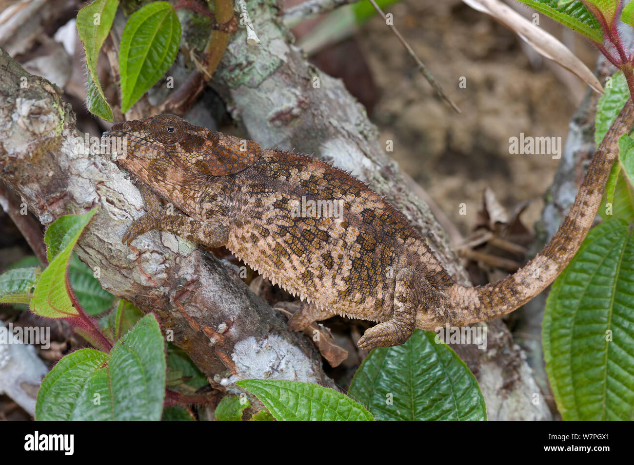Kurze gehörnten Chameleon (Calumna brevicorne) Andasibe-Mantadia NP, Madagaskar Stockfoto