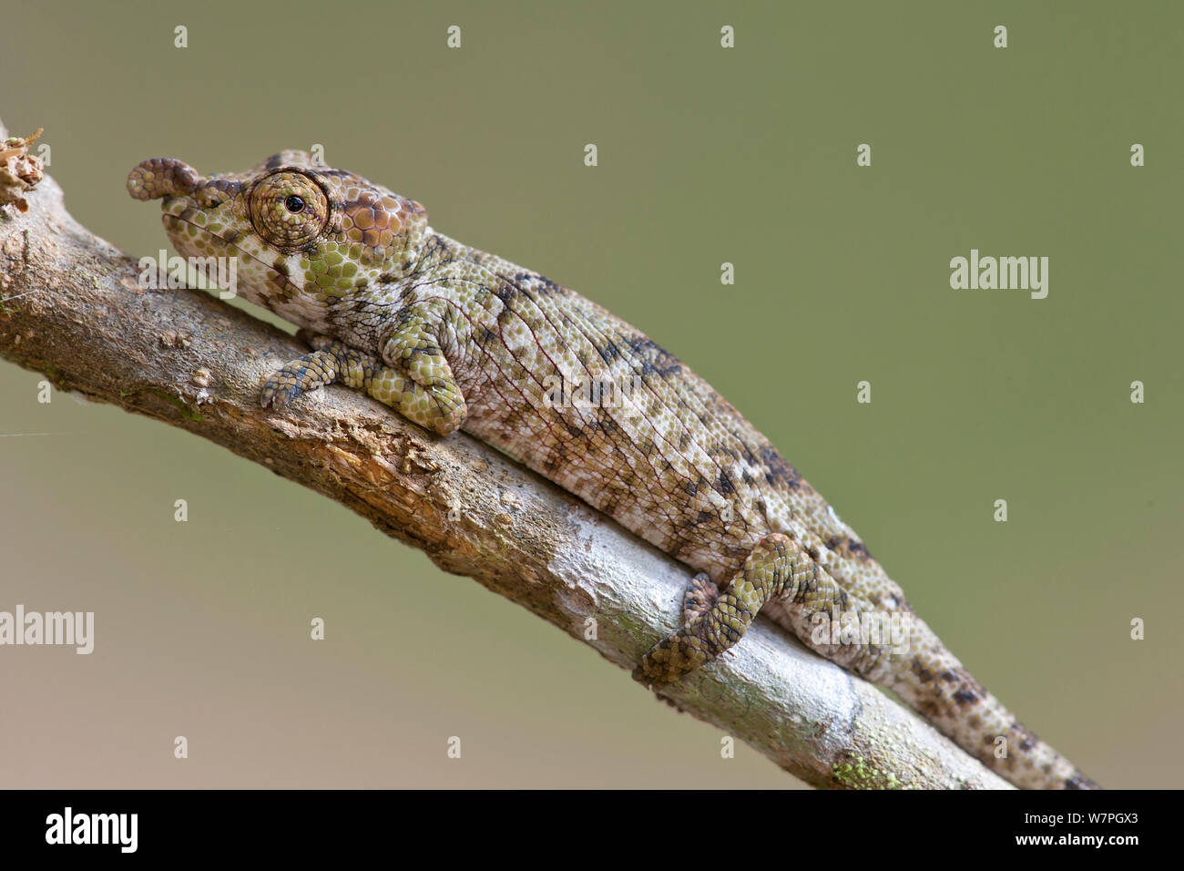 Nase gehörnten Chameleon (Calumma nasutum) Andasibe-Mantadia NP, Madagaskar Stockfoto