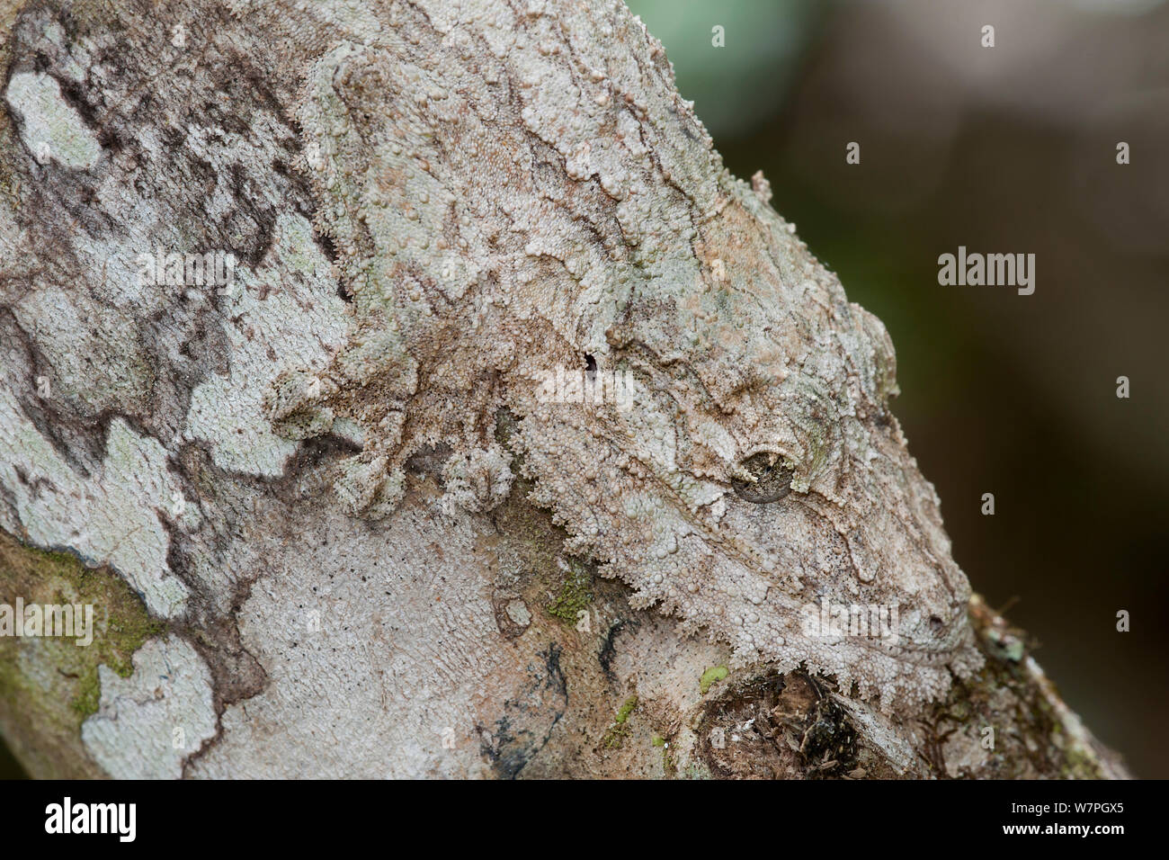 Blatt tailed Gecko (Uroplatus fimbriatus) Andasibe-Mantadia NP, Madagaskar Stockfoto