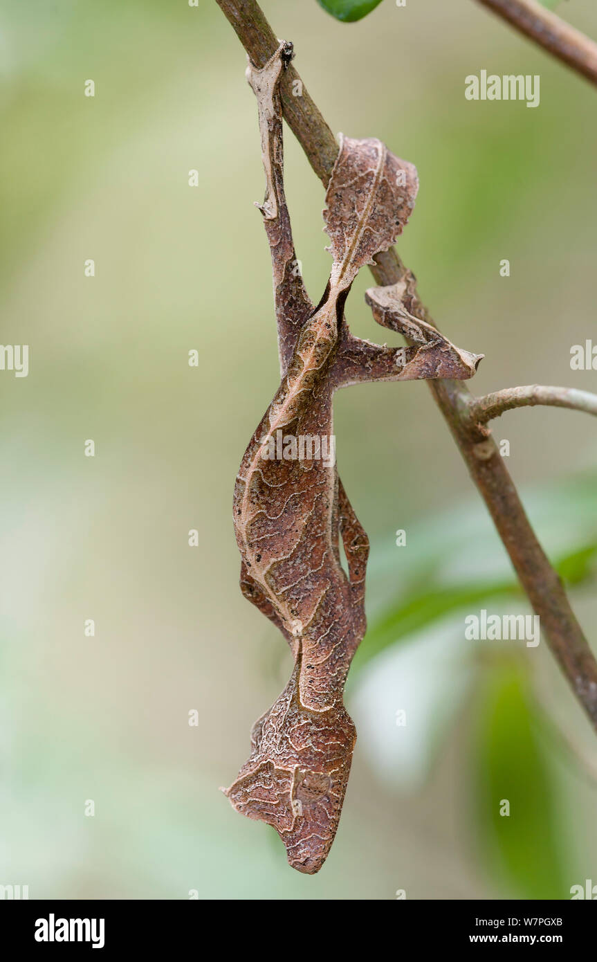 Satanische Blatt Gecko (Uroplatus Phantasticus) Ranomafana NP, Madagaskar Stockfoto