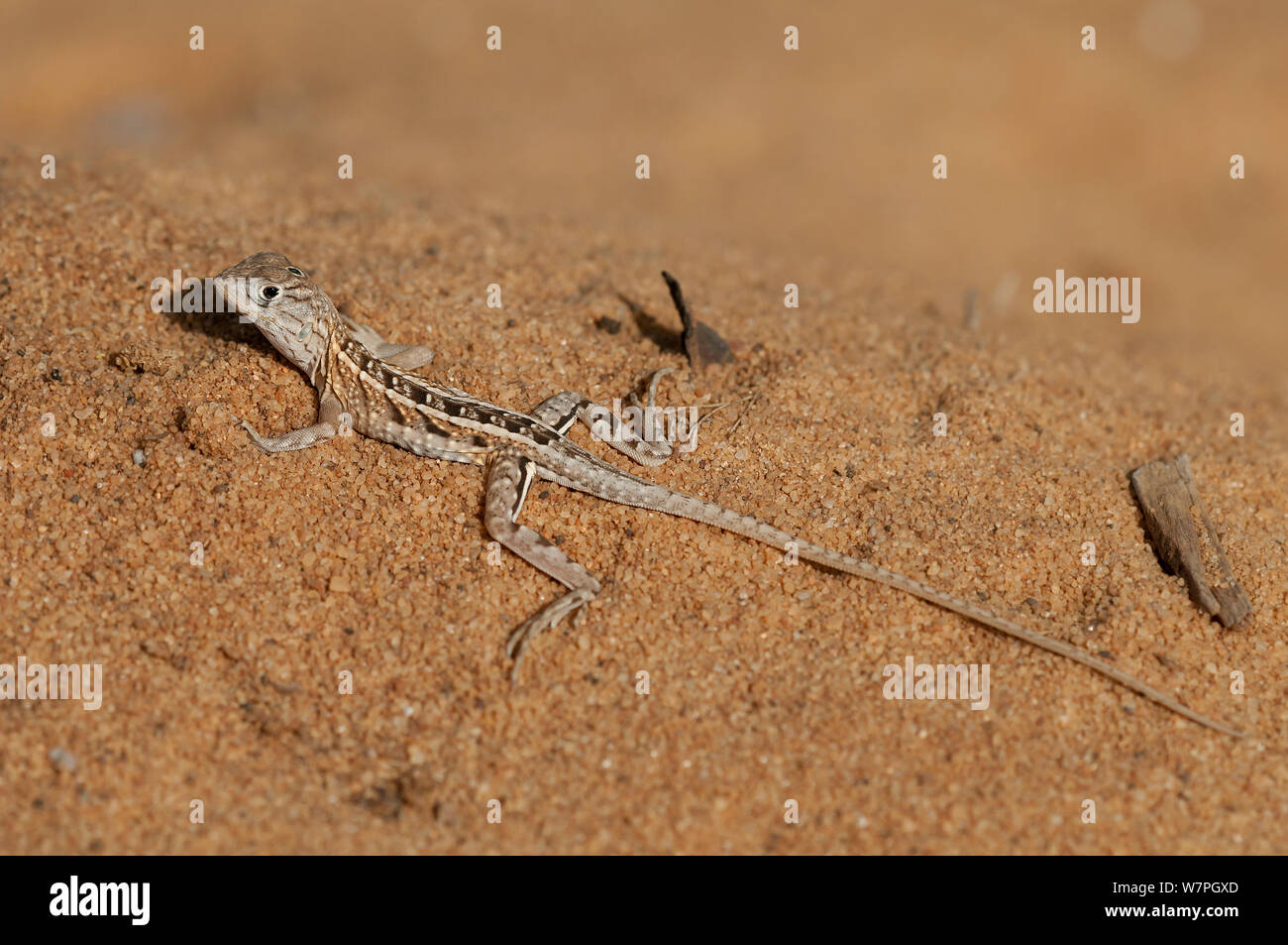 Drei-eyed Lizard (Chalaradon madagascariensis) Reniala Nature Reserve, Ifaty, Madagaskar Stockfoto