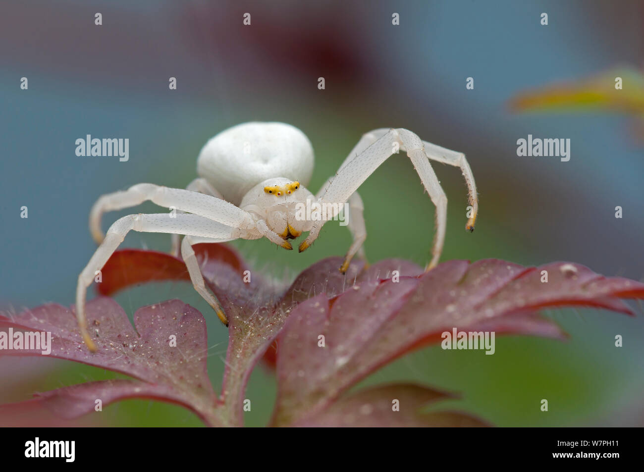Crab spider (Misumena vatia) auf Kraut Robert (Geranium robertianus) Brasschaat, Belgien, Mai Stockfoto