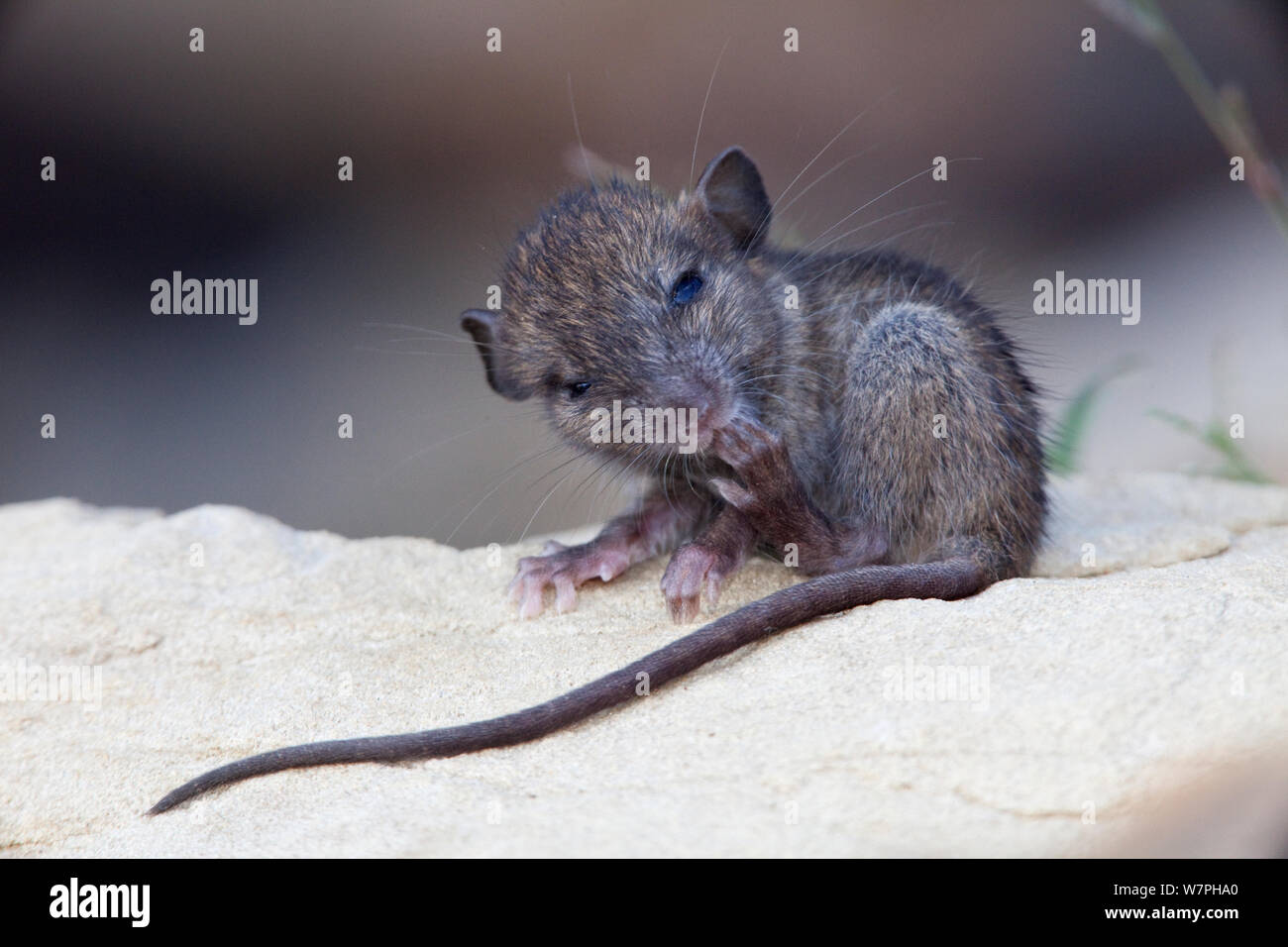 Schwarze Ratte (Rattus Rattus) Jugendlichen pflegen. Eingeführte Arten auf Maria Magdalena Insel, Marias Inseln Biosphärenreservat Golf von Kalifornien, Mexiko, September. Stockfoto