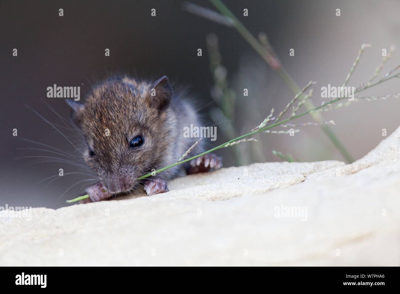 Schwarze Ratte (Rattus Rattus) Jungen füttern. Eingeführte Arten auf Maria Magdalena Insel, Marias Inseln Biosphärenreservat Golf von Kalifornien, Mexiko, September. Stockfoto