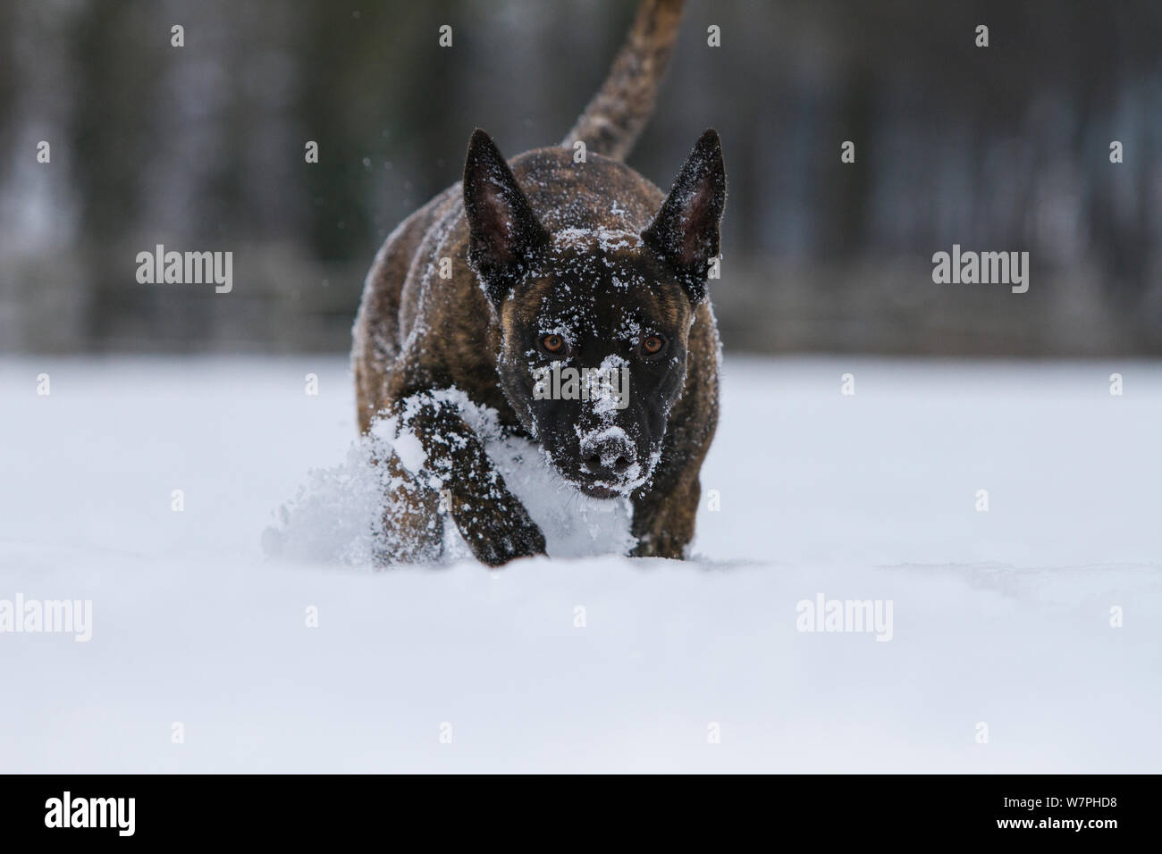 Malinois x Herder kreuz Rasse weiblichen 'Zora' spielen mit lila Frisbee Disc im Schnee. Deutschland Stockfoto