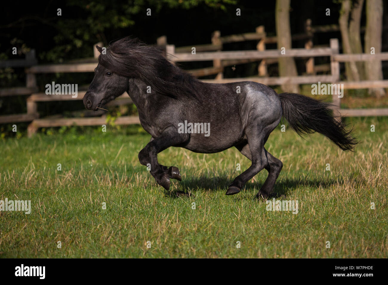 Shetland Pony 'Watzmann', Hengst, 14 Jahre alt, galoppieren in der Wiese mit hölzernen Zaun, Deutschland Stockfoto
