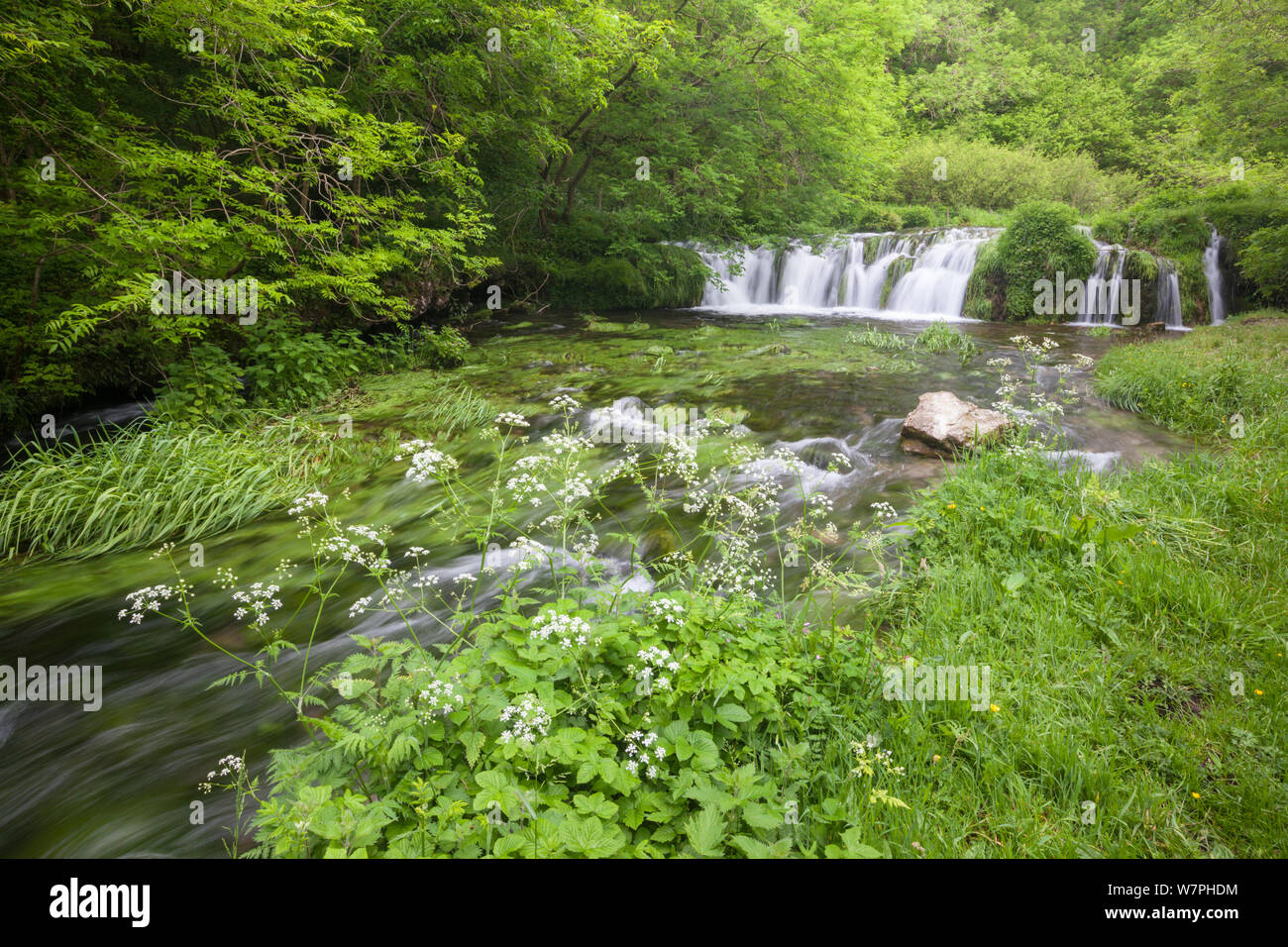 Der Fluss Lathkill. Lathkill Dale National Nature Reserve (SSSI), Peak District National Park, Großbritannien. Juni. Jahreszeiten Sequenz 1 von 2: Sommer. Stockfoto