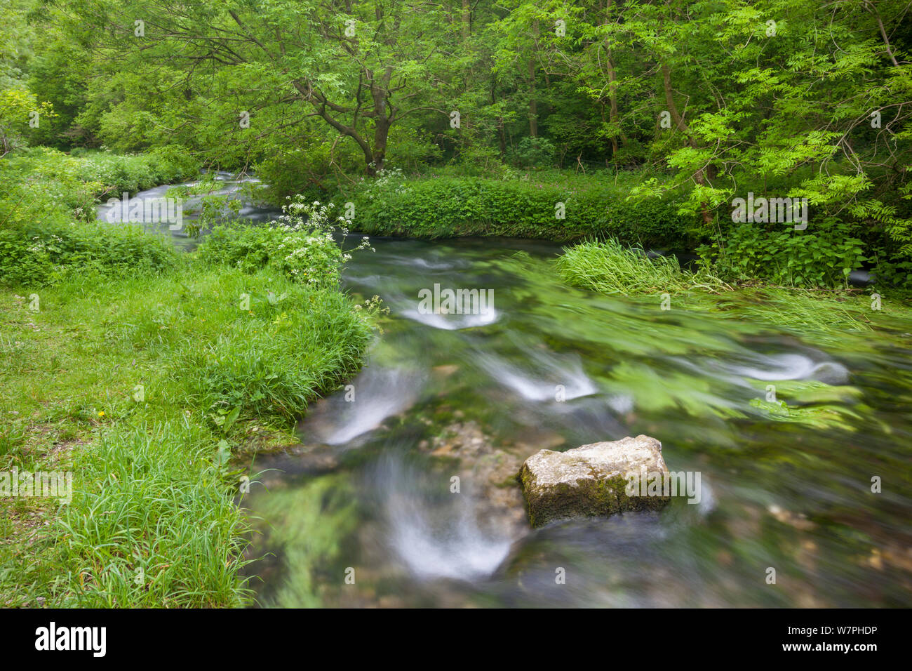 Der Fluss Lathkill. Lathkill Dale National Nature Reserve (SSSI), Peak District National Park, Großbritannien. Juni. Jahreszeiten Sequenz 1 von 2: Sommer. Stockfoto