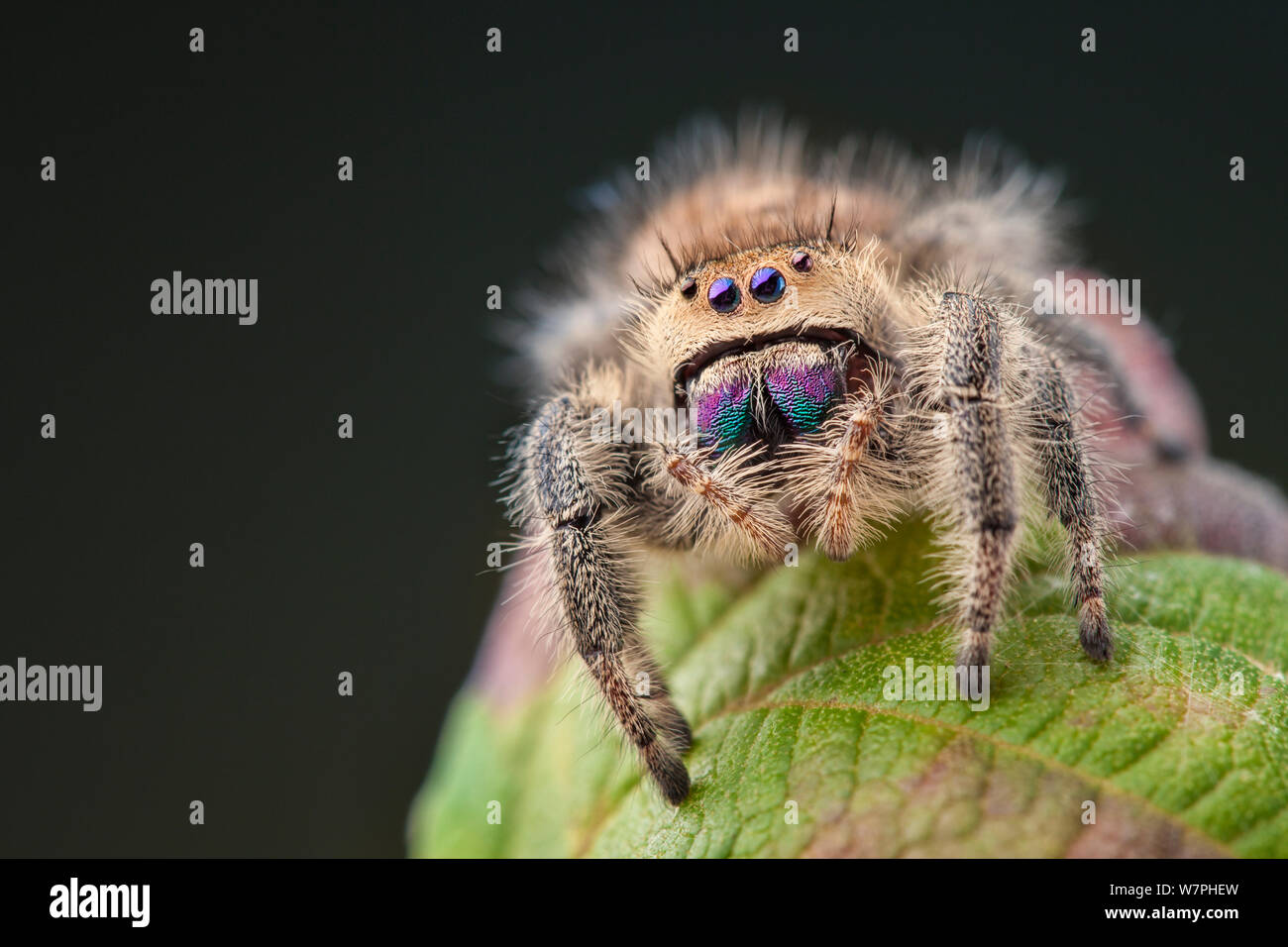 Regal Jumping Spider (Phidippus regius) Weiblich, Anzeigen irridescent Kiefer. Captive, endemisch in Nordamerika. Stockfoto