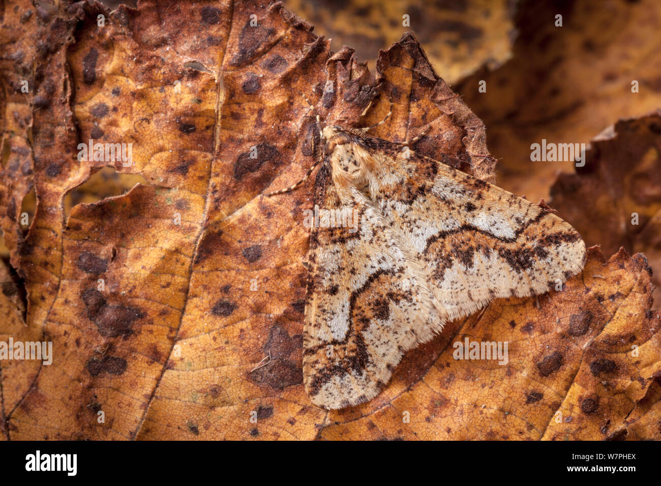 Fleckige Umbra Motte (Erannis defoliaria) männlich, auf Blatt getarnt. Nationalpark Peak District, Derbyshire UK, November. Stockfoto
