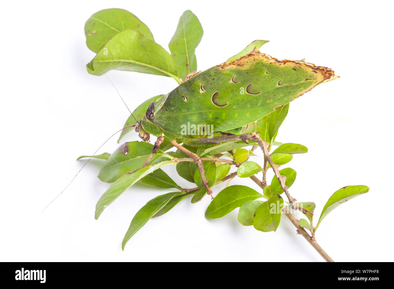 Malaysische Blatt Katydid (Ancylecha madan), ein Blatt nachahmen mit Ursprung aus den Regenwäldern West Malaysia. Gefangen. Stockfoto