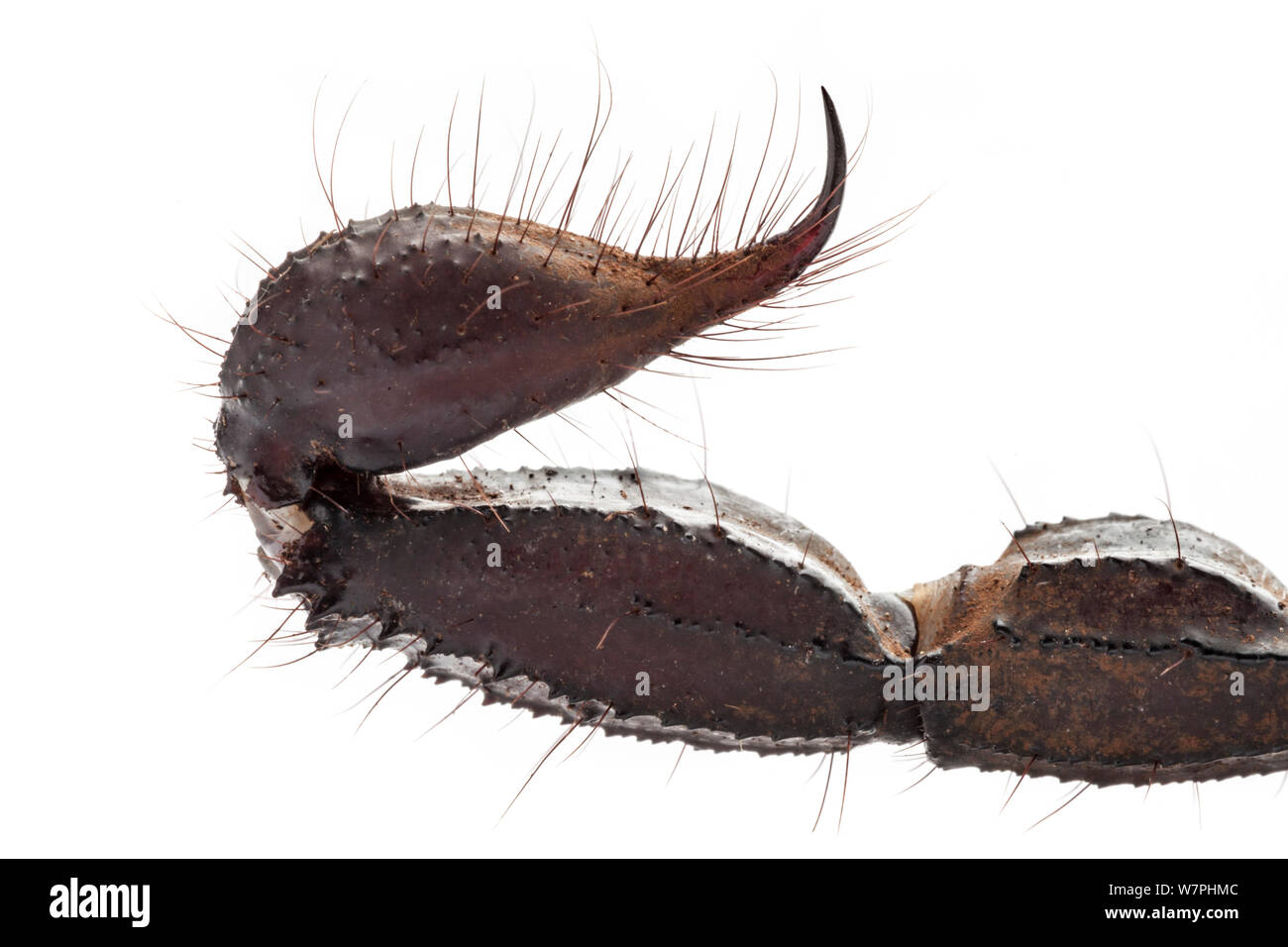 Stachel des Waldes Riesenskorpion (Heterometrus Laoticus / Longimanus). In Gefangenschaft, aus Vietnam / Thailand. Stockfoto