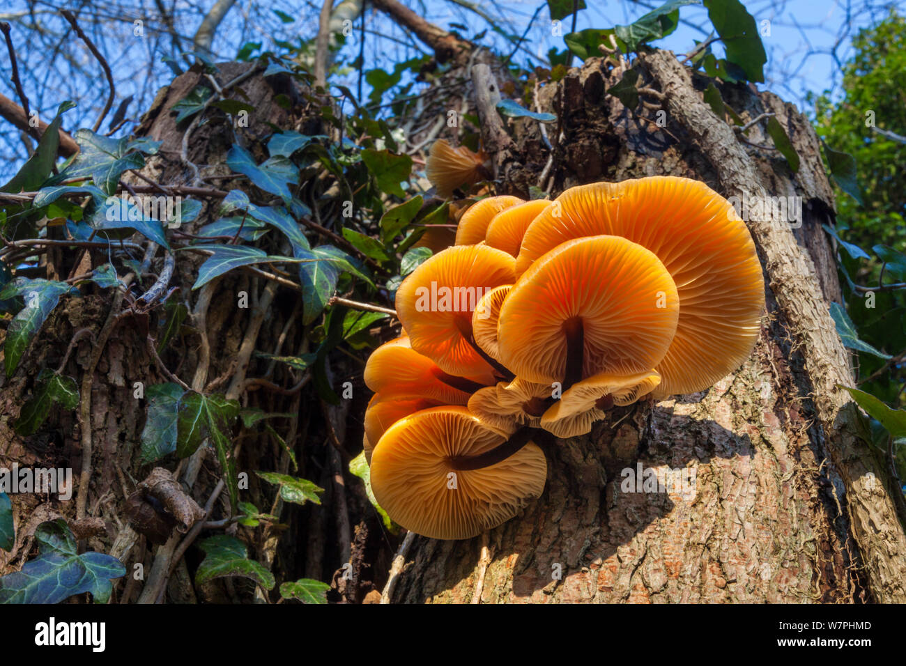 Velvet Schaft/Winter Pilz (Flammulina velutipes), wächst an toten Baumstumpf. Peak District National Park, Großbritannien. November. Stockfoto