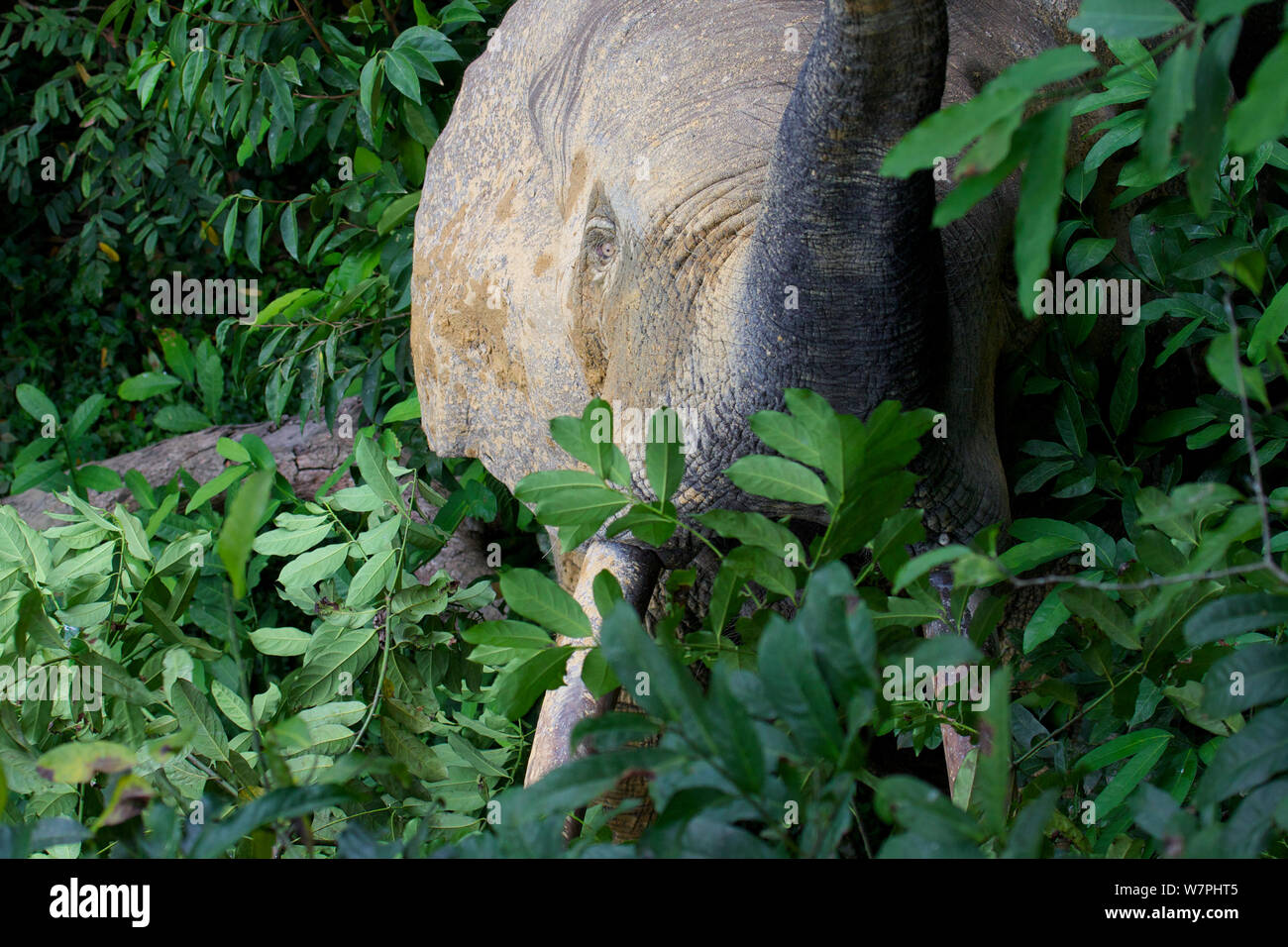 Waldelefant (Loxodonta cyclotis) im Wald um Dzanga Bai Clearing, Zentralafrikanische Republik, Afrika. Stockfoto
