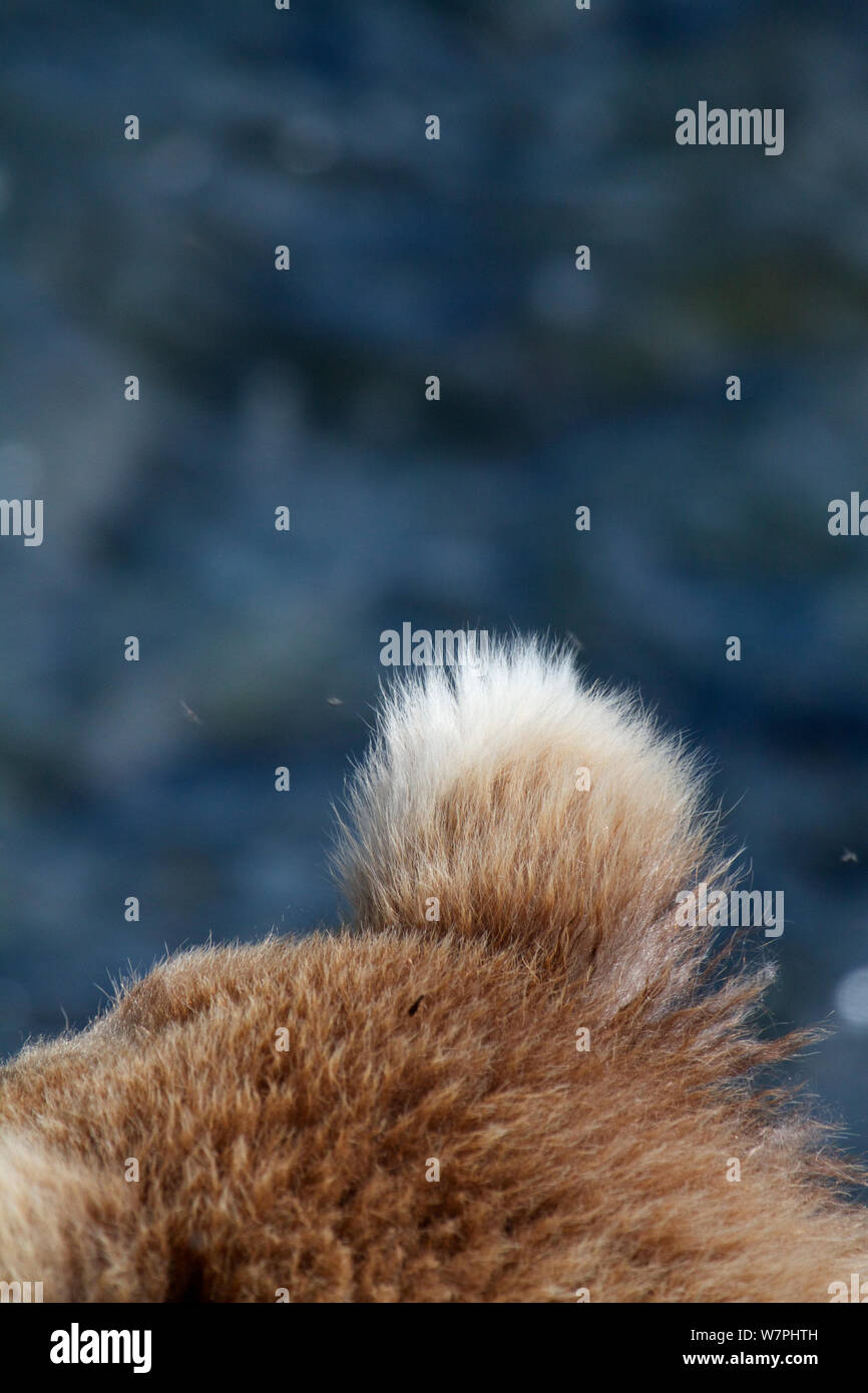 Grizzlybär (Ursus arctos Horribilis) close-up der Ohren, Brooks River Falls, Katmai National Park, Alaska, Juli. Stockfoto