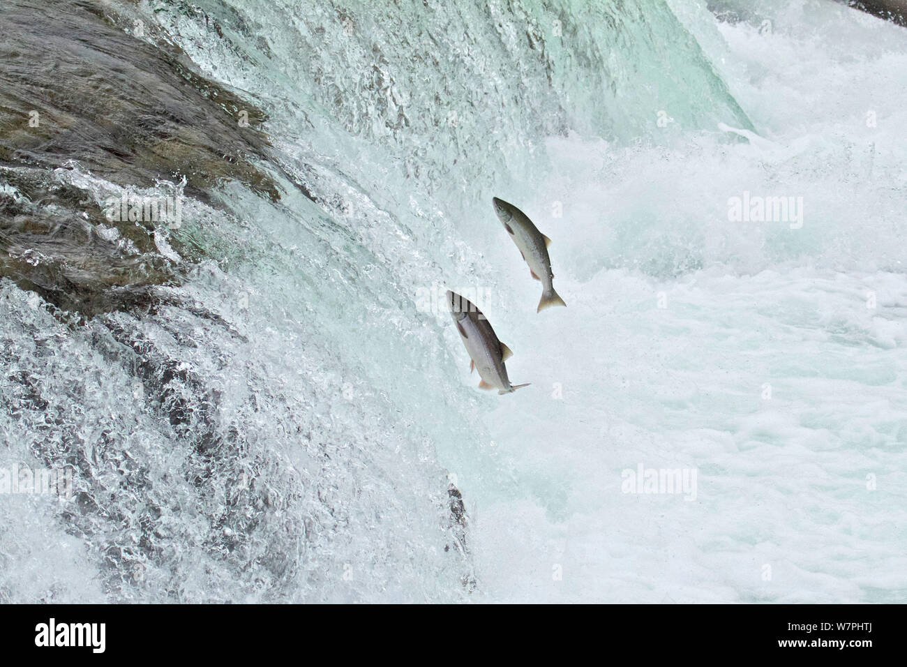 Chinook/Königslachs (Oncorhynchus Tshawytscha) springen am Brooks River Falls, vor der Migration, Katmai National Park, Alaska, Juli. Stockfoto