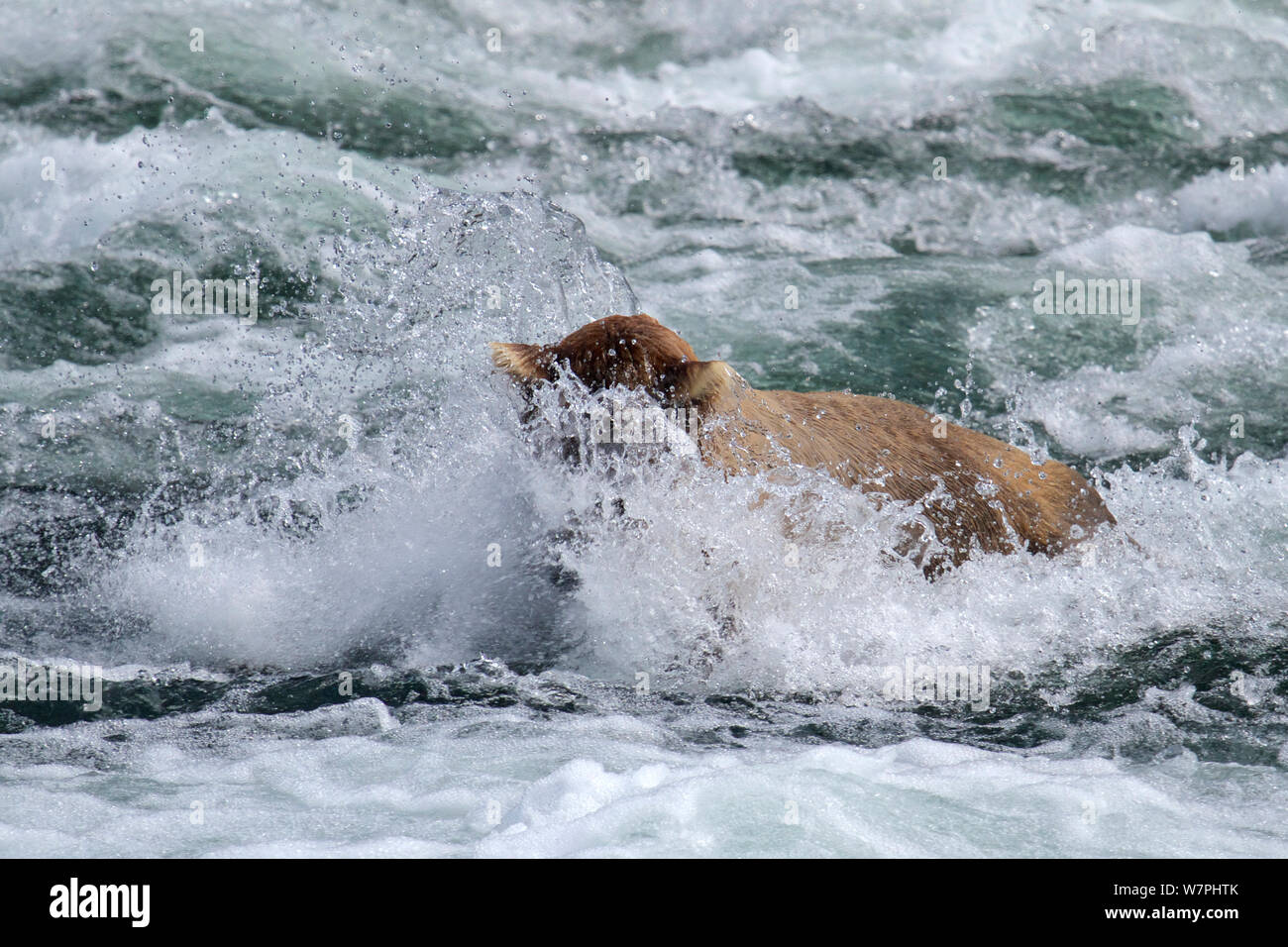 Grizzlybär (Ursus arctos Horribilis) erwachsenen männlichen, Lachs, Brooks River Falls, Katmai National Park, Alaska, Juli. Stockfoto