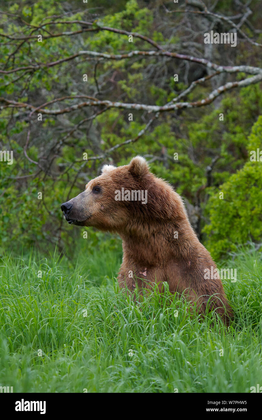 Grizzlybär (Ursus arctos Horribilis) stehen in langen Gras, Brooks River Falls, Katmai National Park, Alaska, Juli. Stockfoto